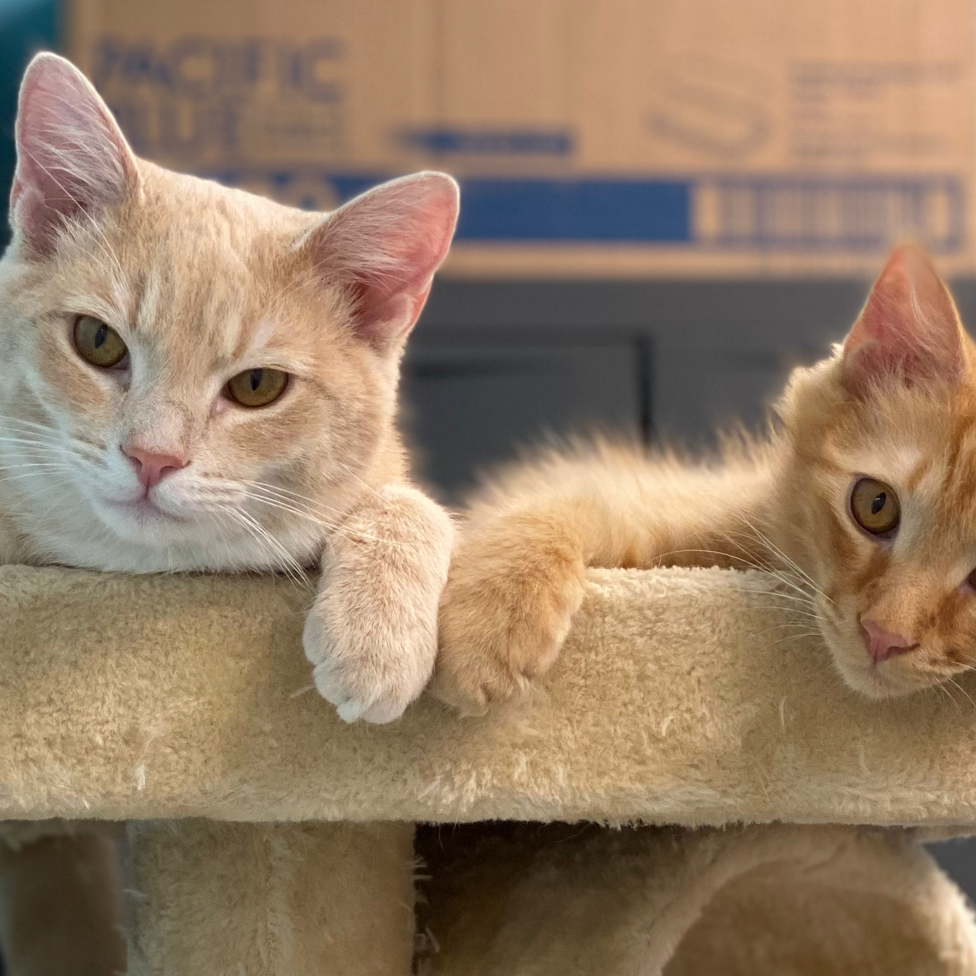 Creekside Veterinary Hospital Archdale