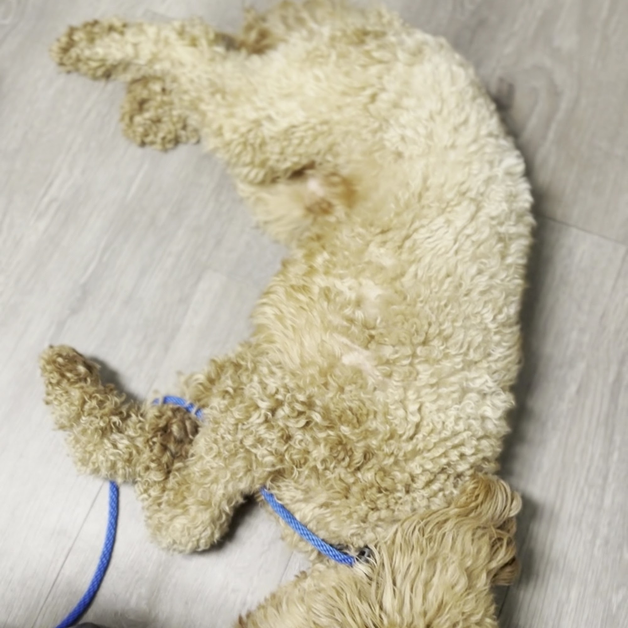 Paws and Claws Affordable Veterinary Clinic Archdale