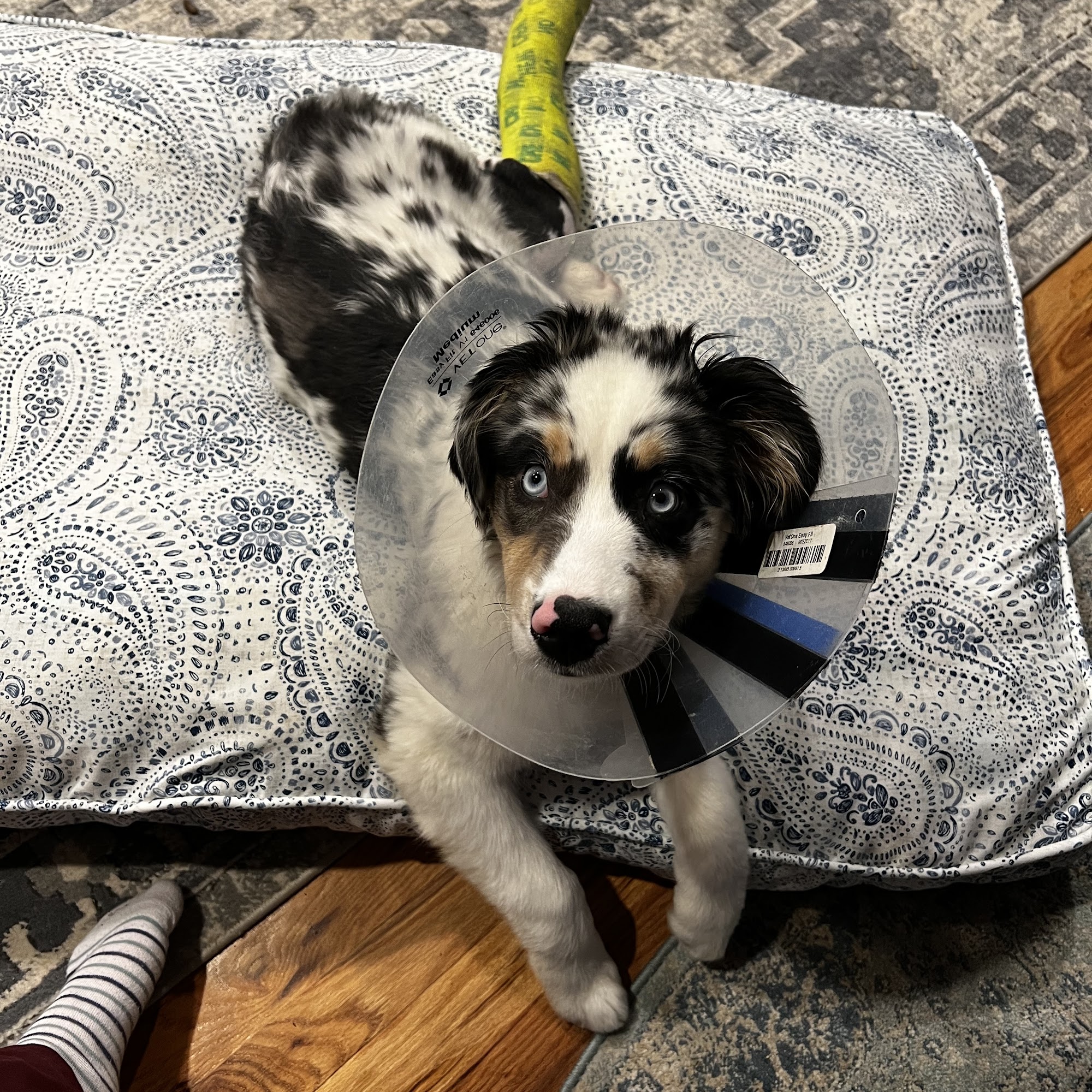 Western Carolina Veterinary Surgery Arden