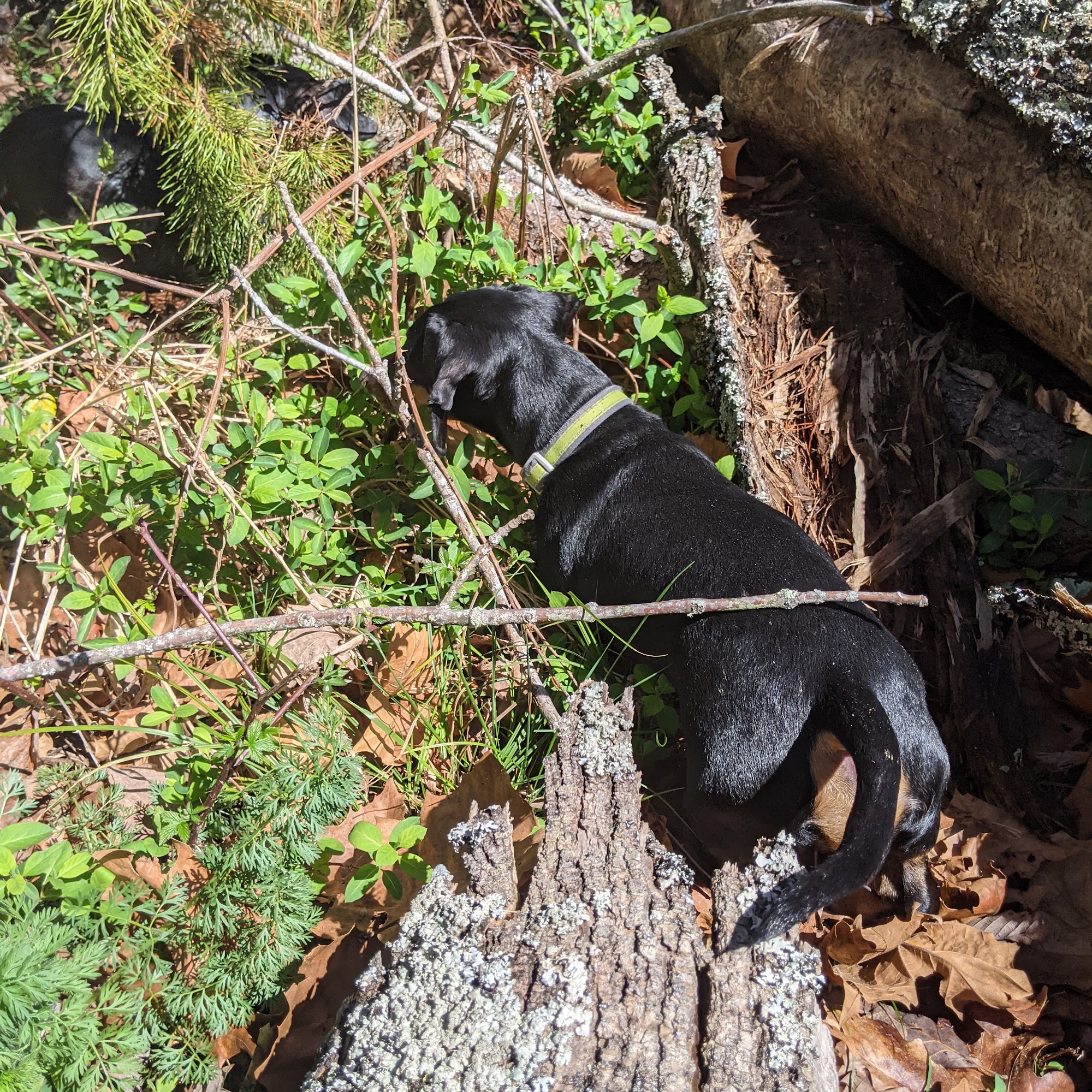 Arcadia Dairy Farms Inc Arden