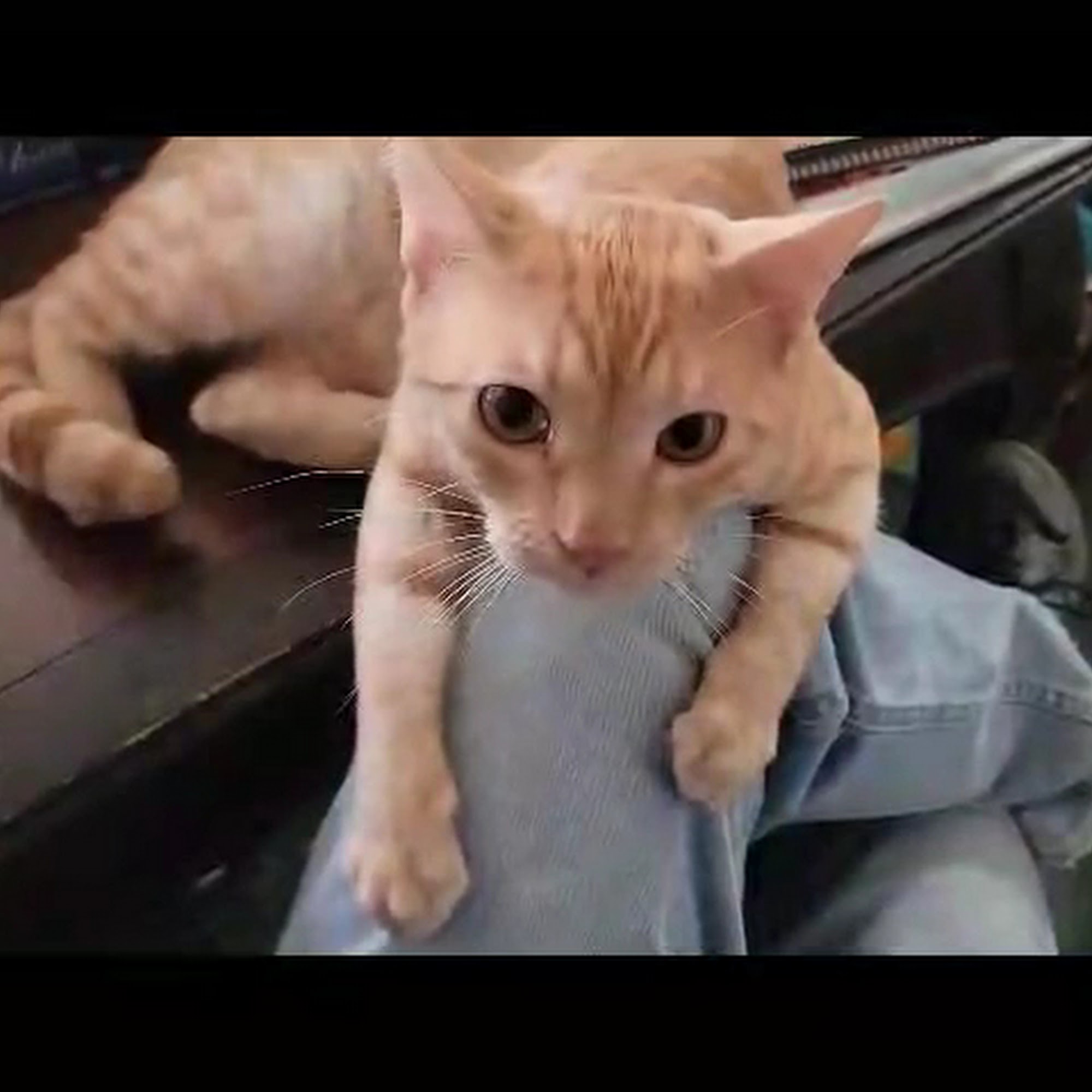 Animal Hospital Randolph Asheboro