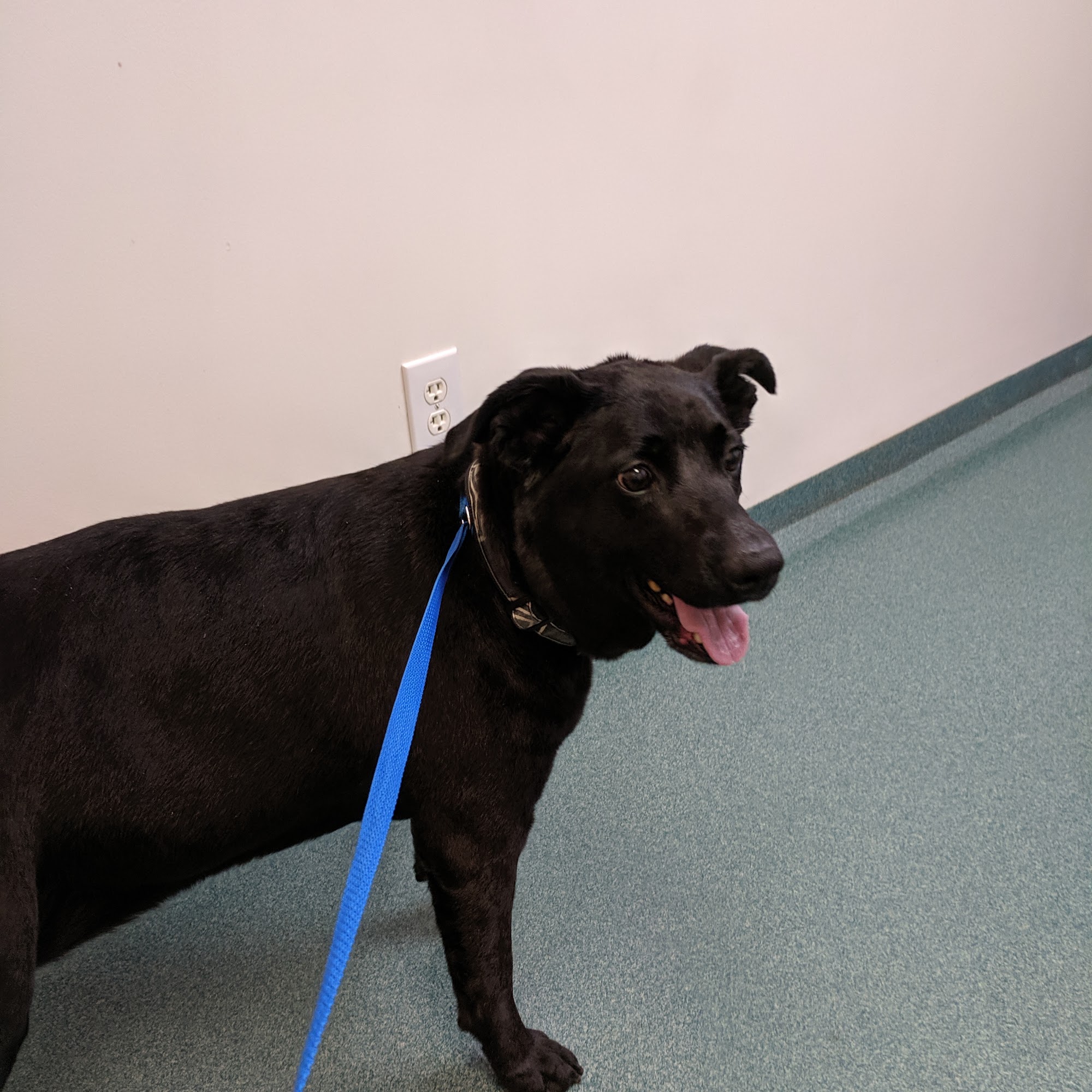 Asheboro Animal Hospital Asheboro