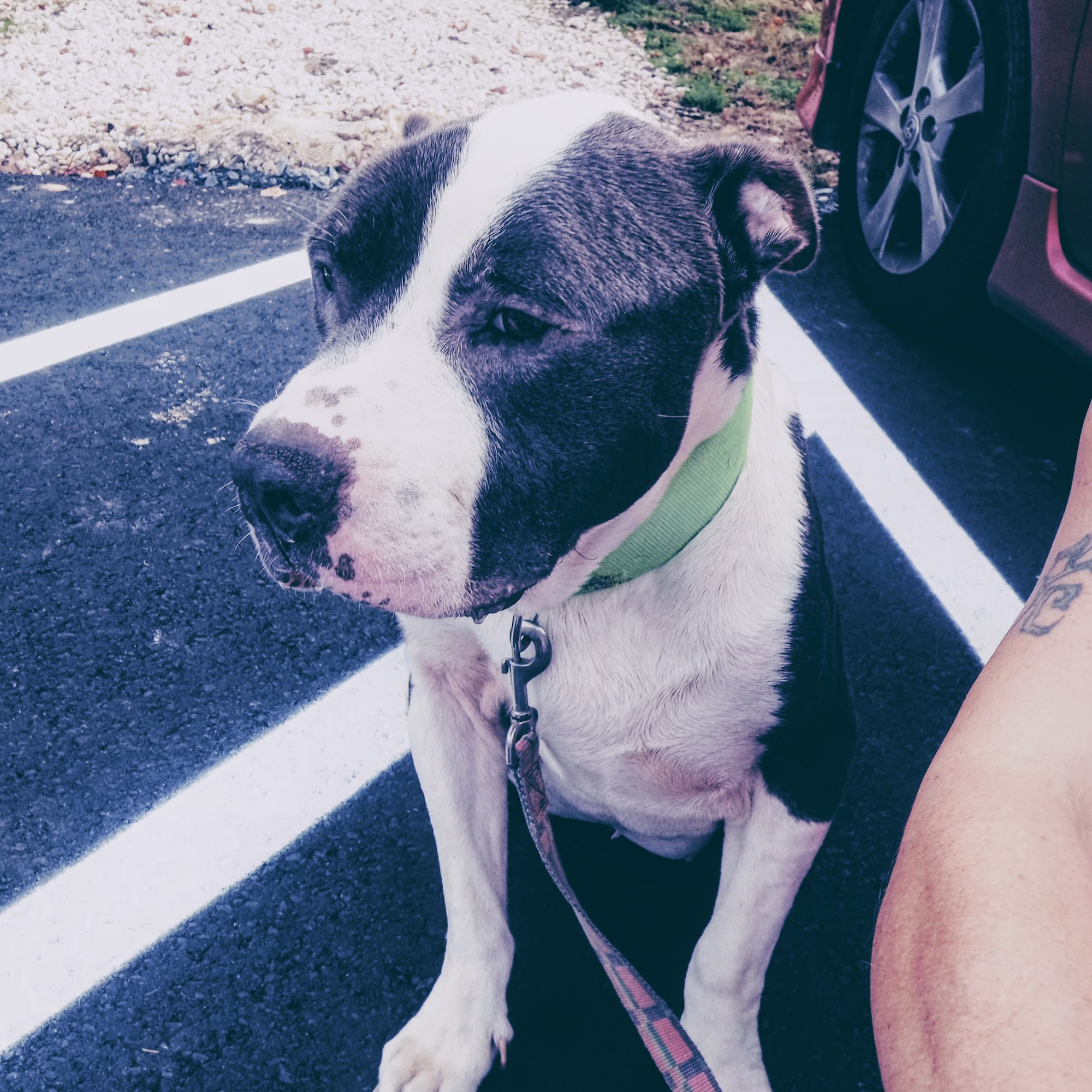 Blue Flint Animal Hospital Asheboro