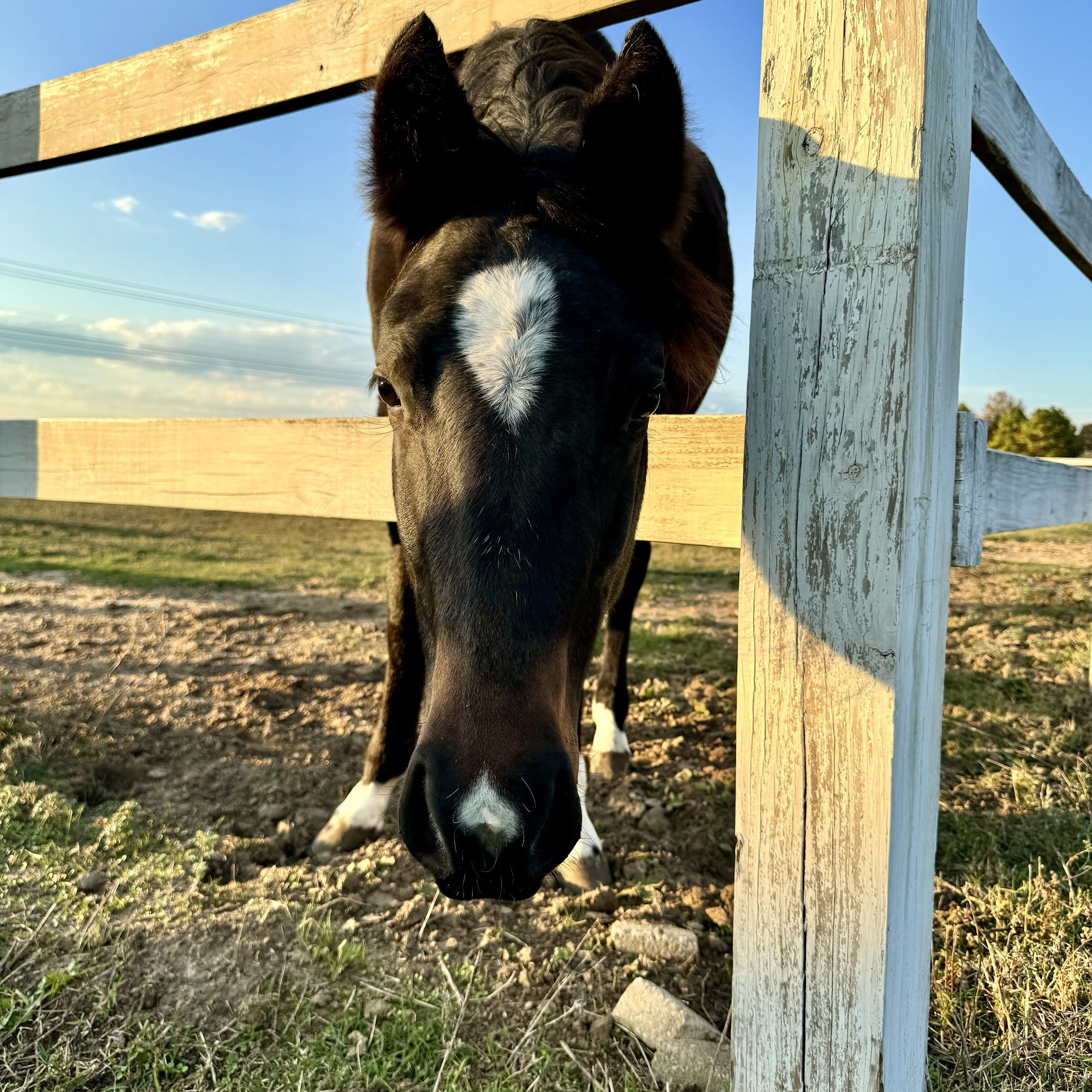 Scarlett Mobile Large Animal Services Asheboro