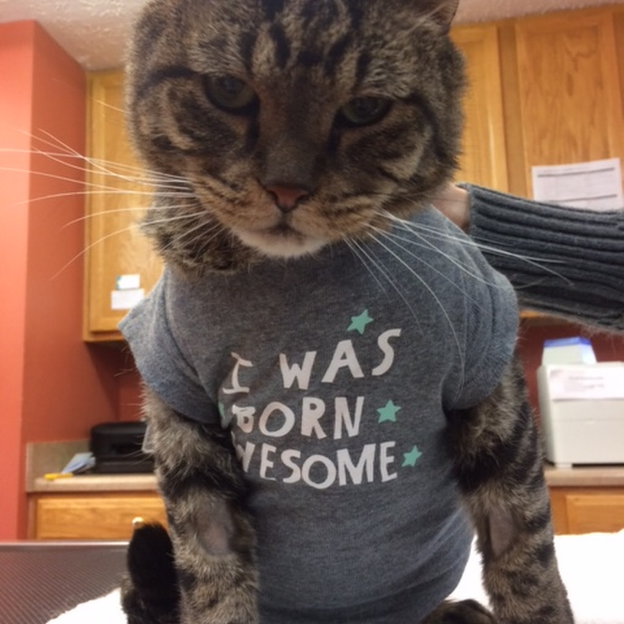 Asheville Veterinary Associates - West Asheville