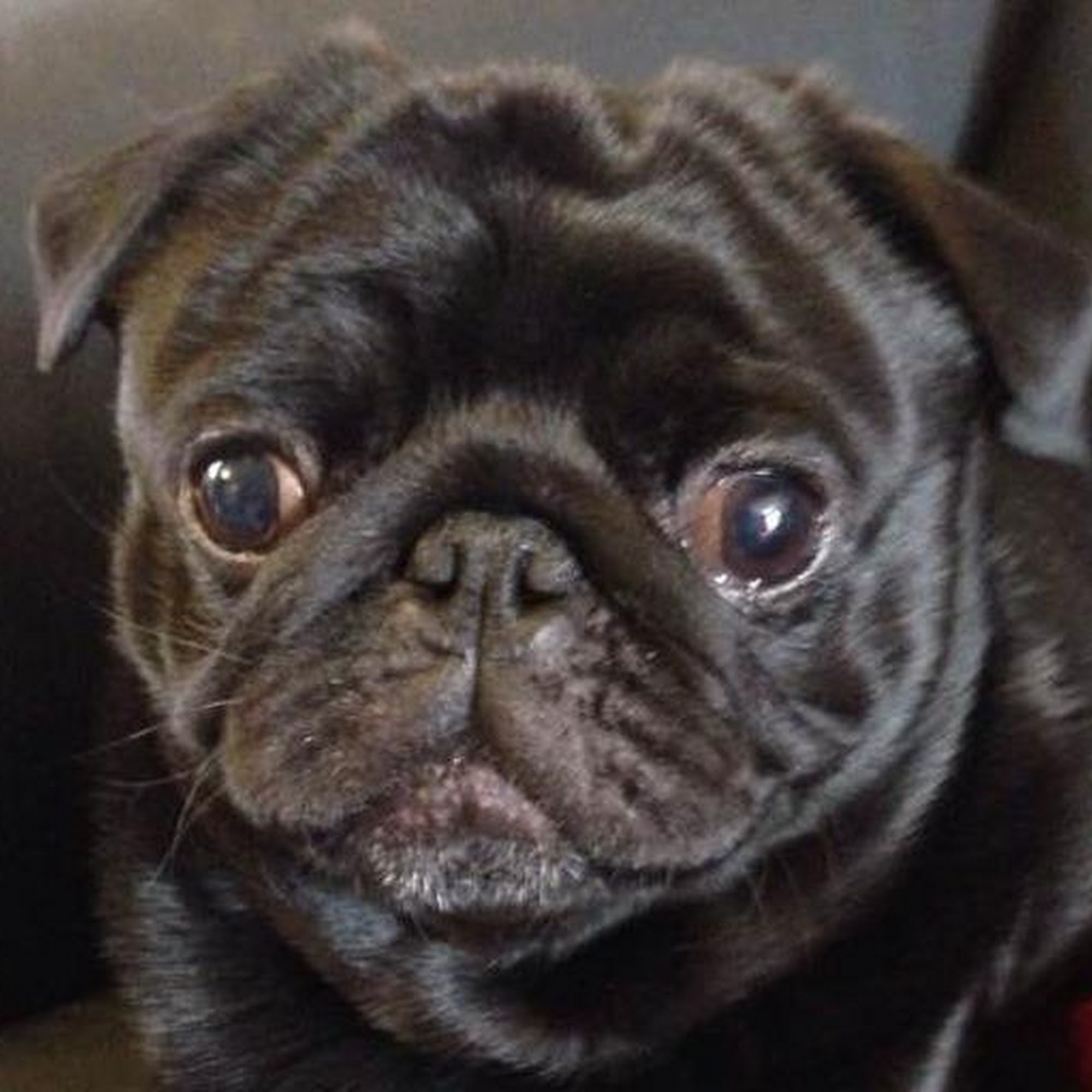 Mountain Valley Vet Hospital Asheville