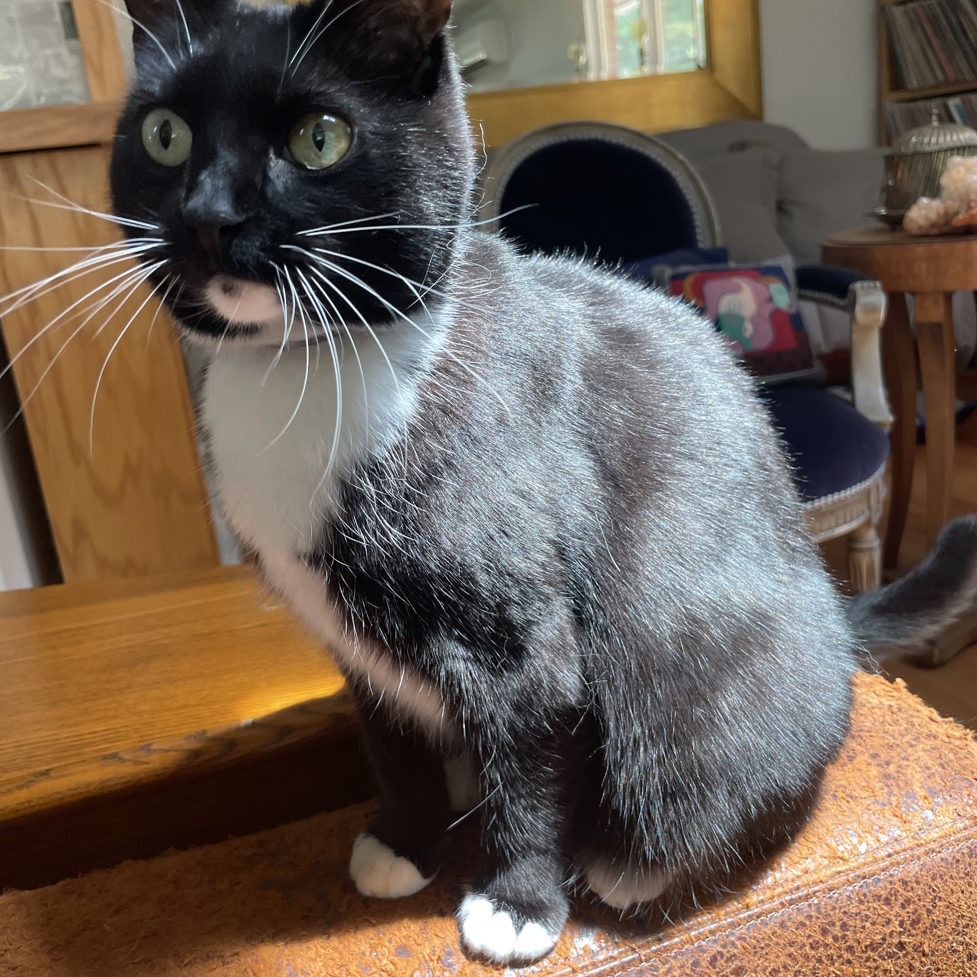 All Pets Animal Hospital & Rehabilitation Center Asheville