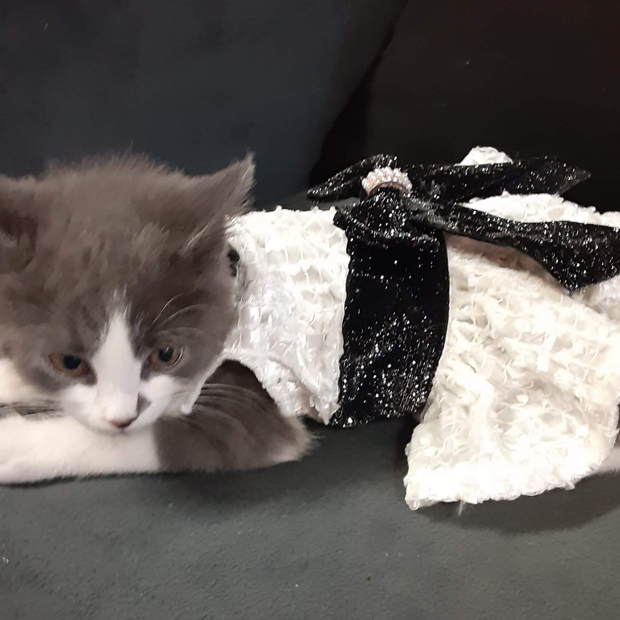 Skyland Animal Hospital Asheville