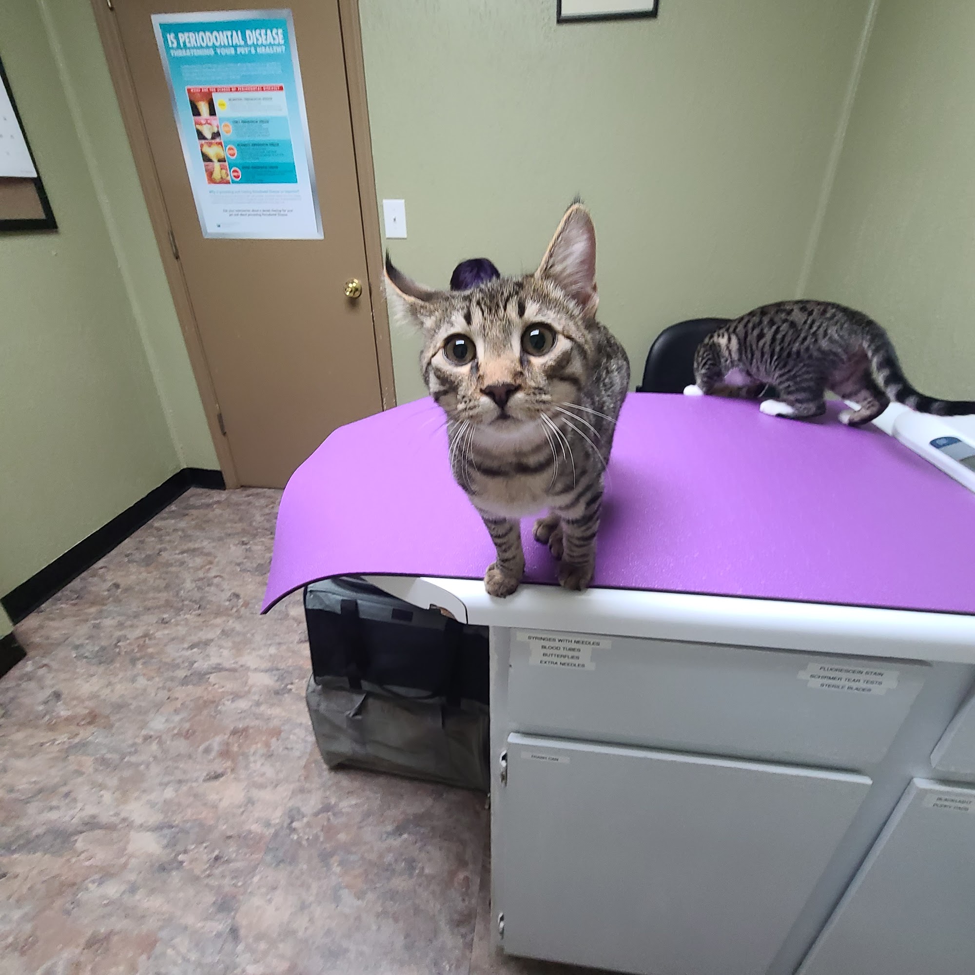 Haw Creek Animal Hospital Asheville