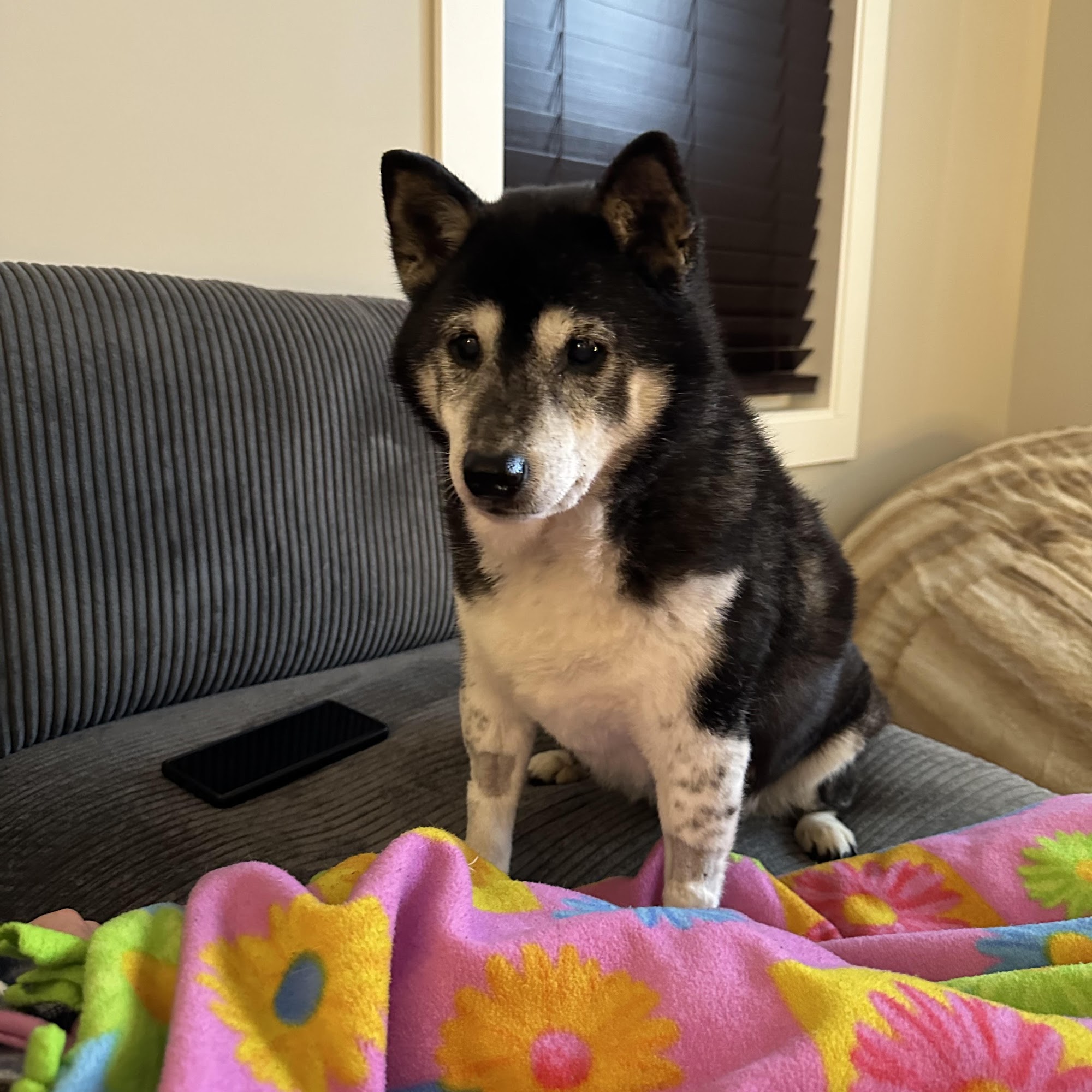 Carolina Family Vet Asheville