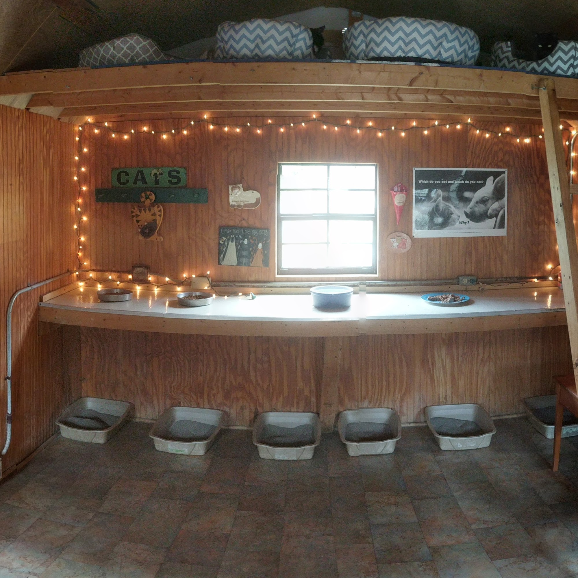 Animal Haven of Asheville Asheville