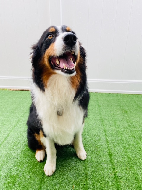 Wonderdog Merrimon Asheville