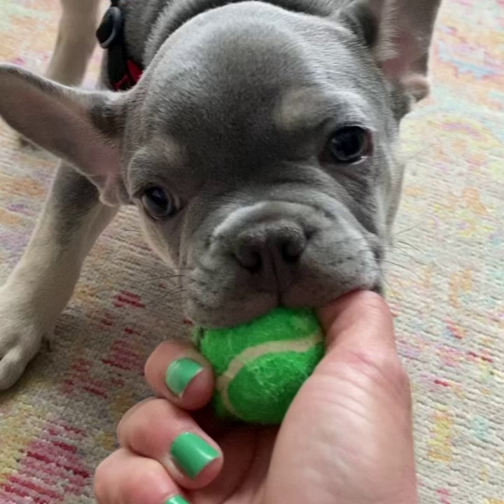 WNC Pet Care LLC Asheville