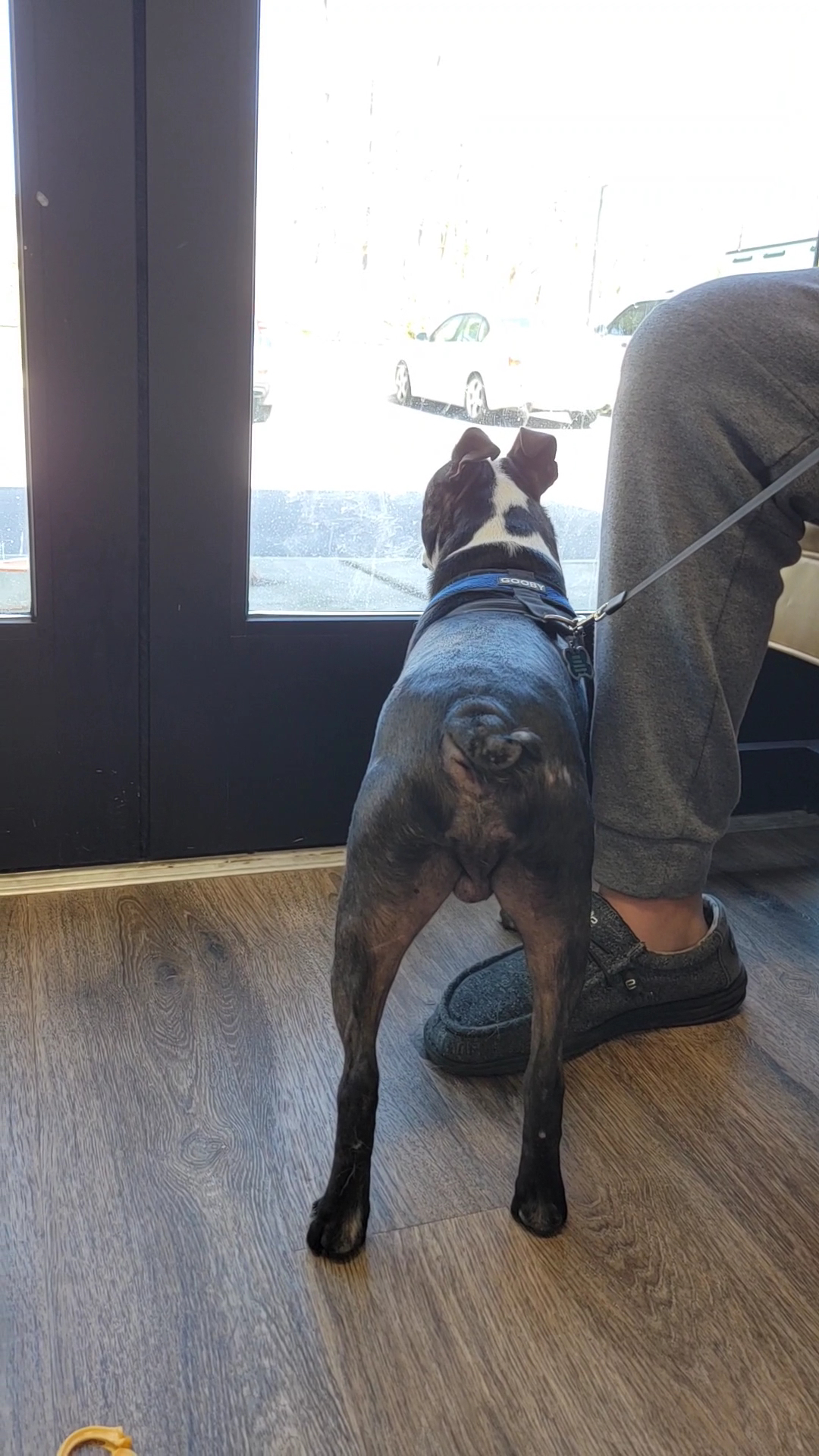 Evergreen Veterinary Hospital Asheville