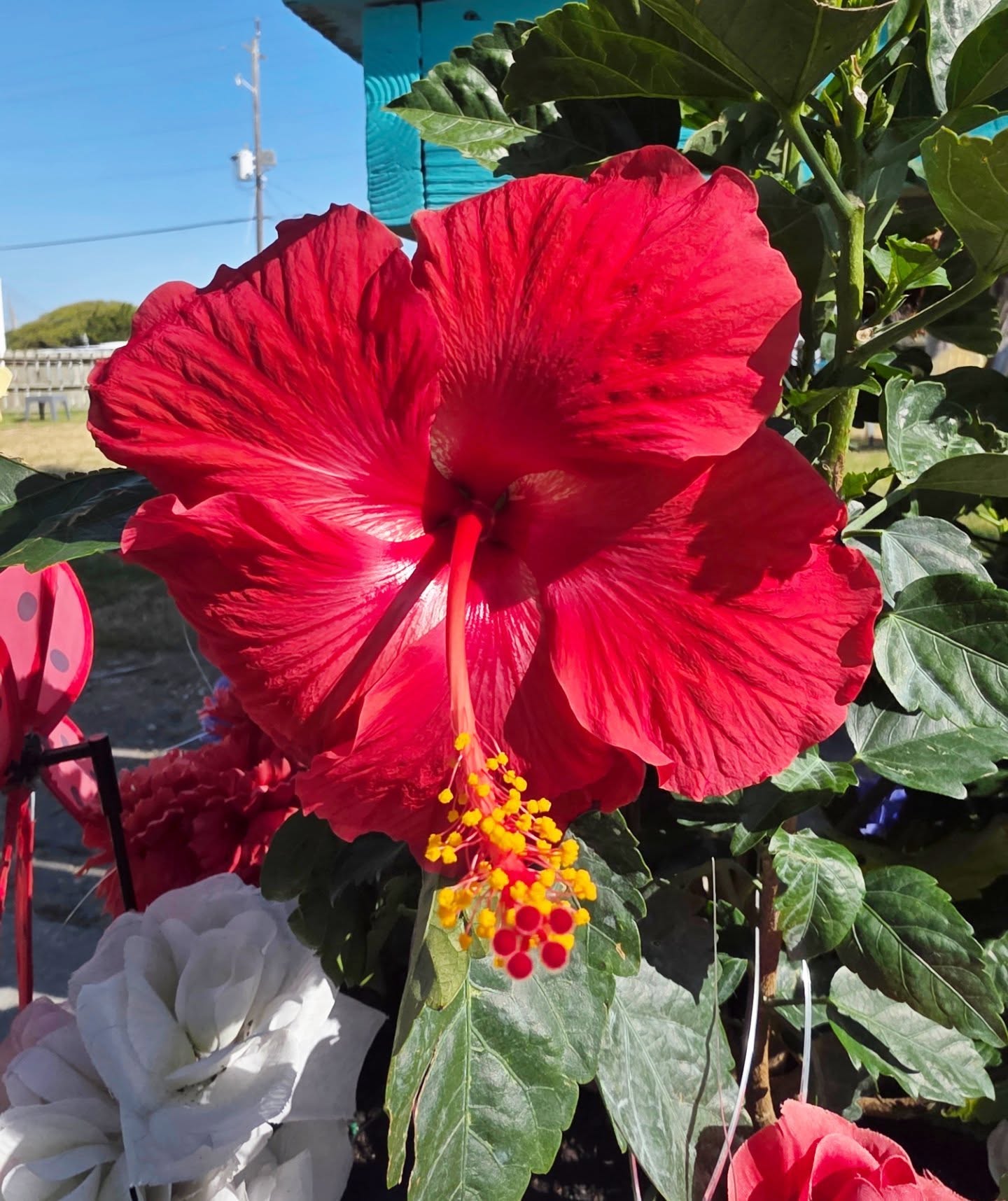 The Shark Shack Atlantic Beach