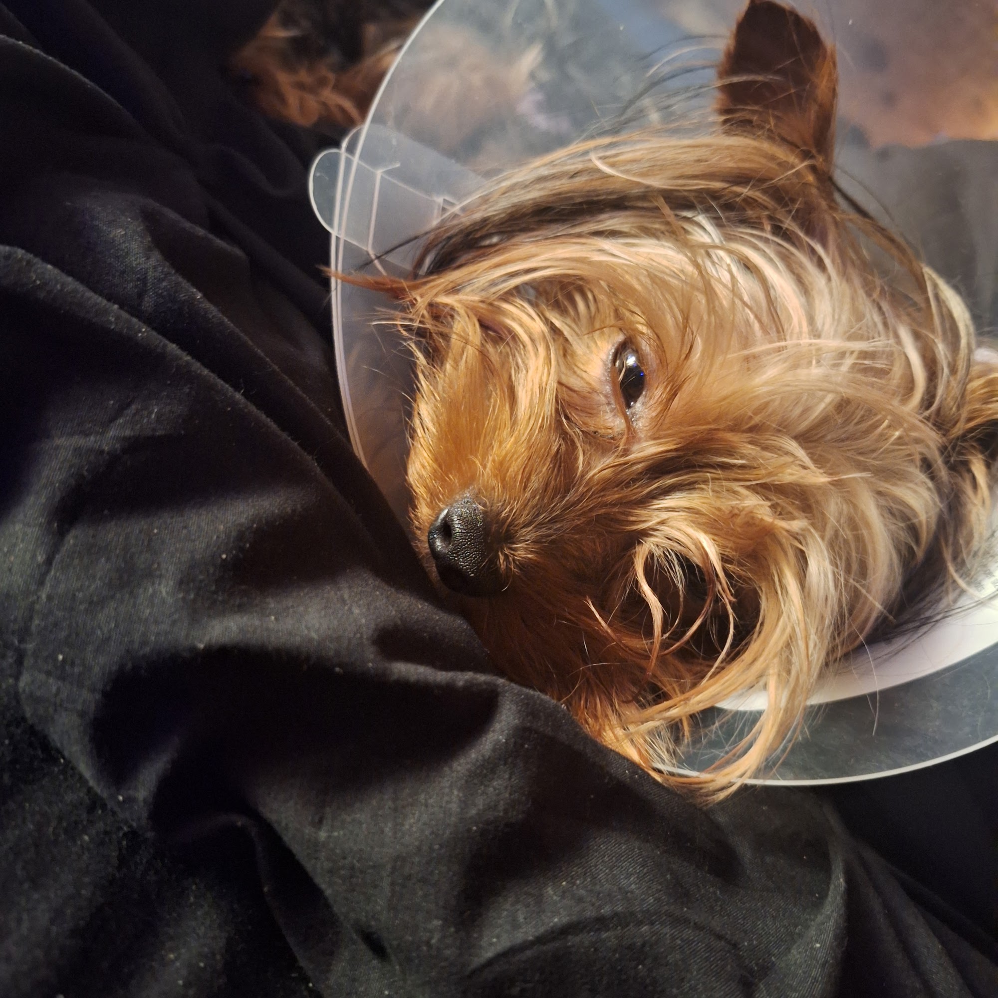 Welcome Waggin' Animal Hospital Ayden