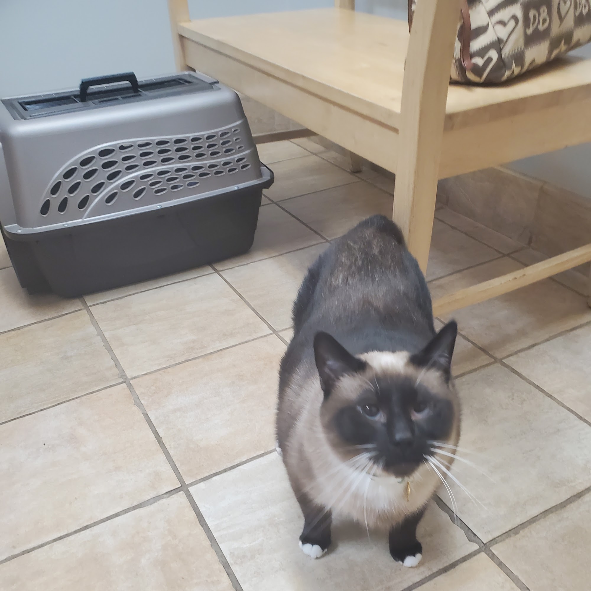 Bahama Road Veterinary Hospital Bahama