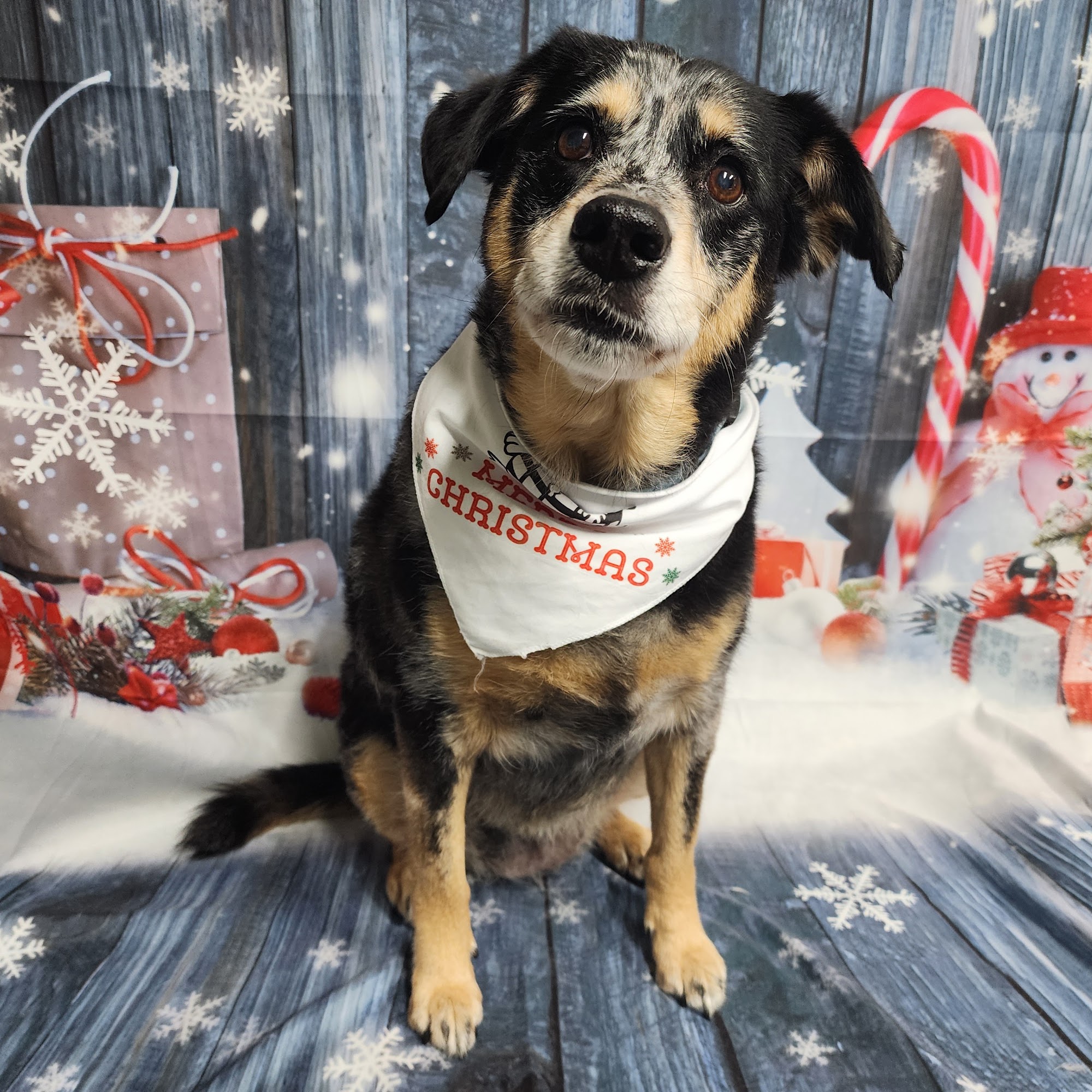 Impeccable Pooch Banner Elk