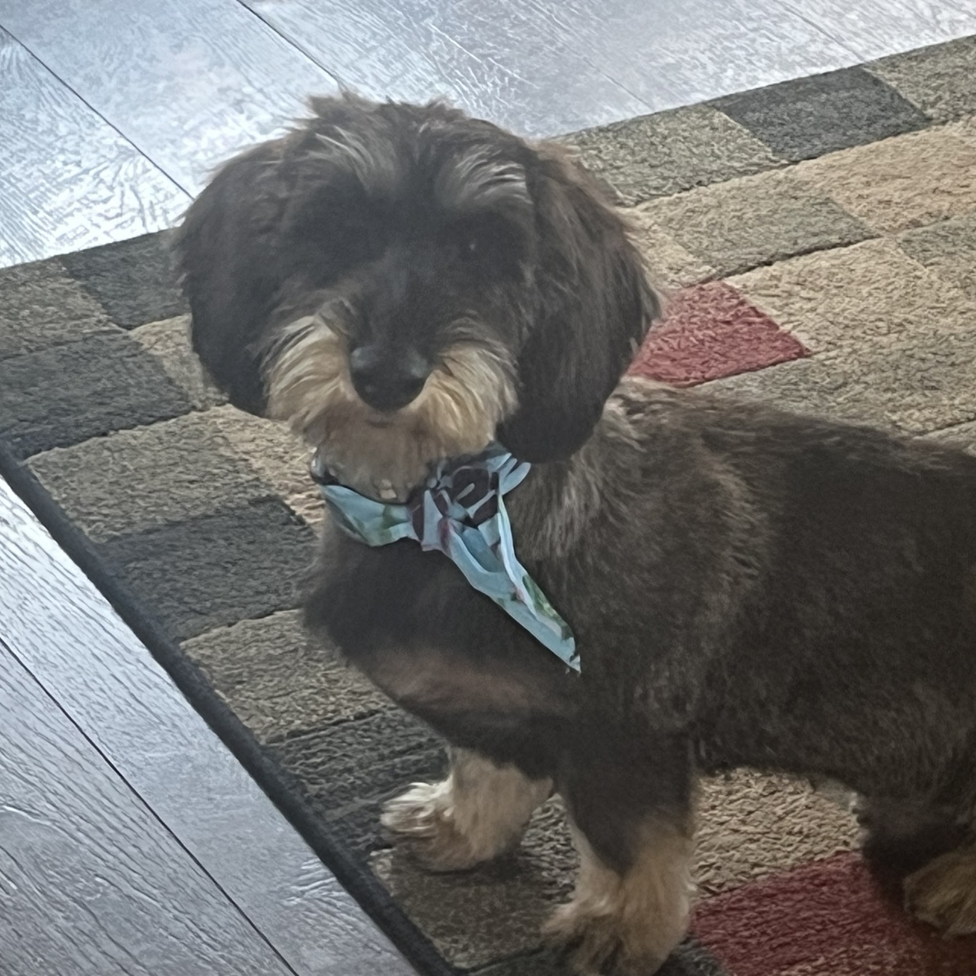 Beaufort Bark Beaufort