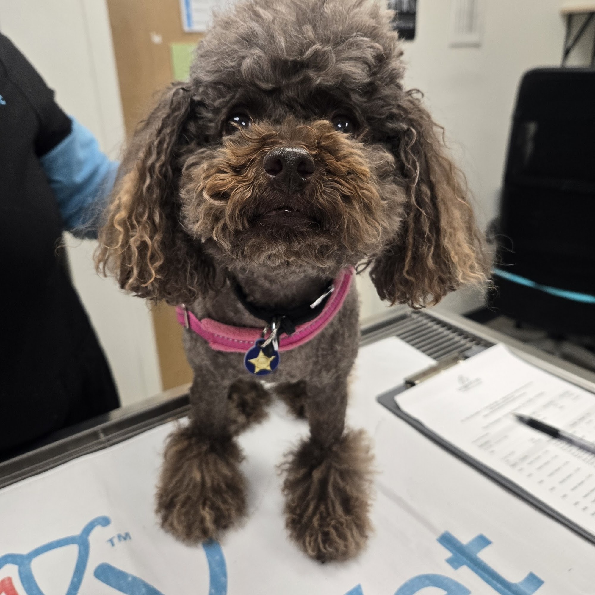 UrgentVet - Belmont Belmont