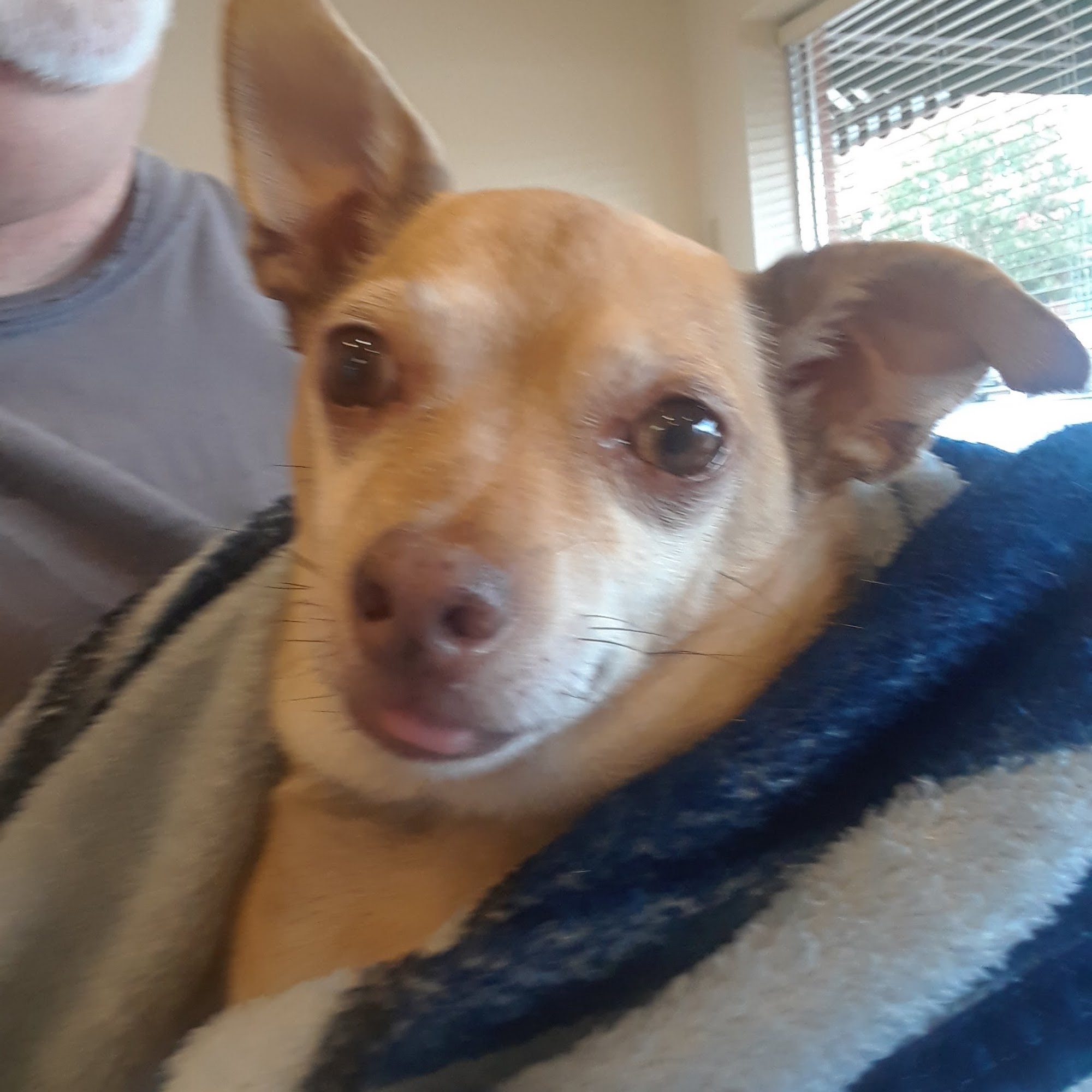 South Point Pet Hospital Belmont