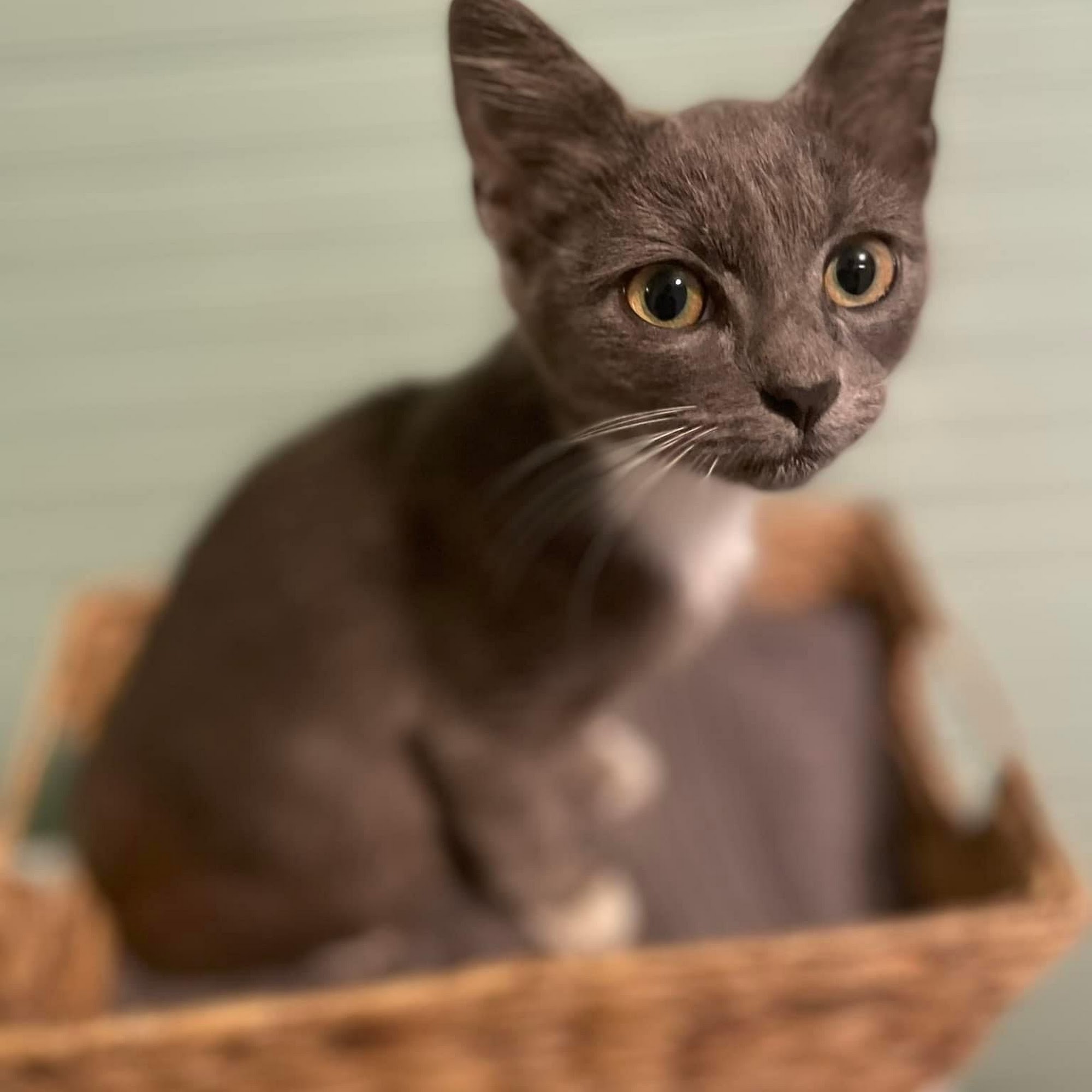 Catawba Heights Animal Hospital Belmont