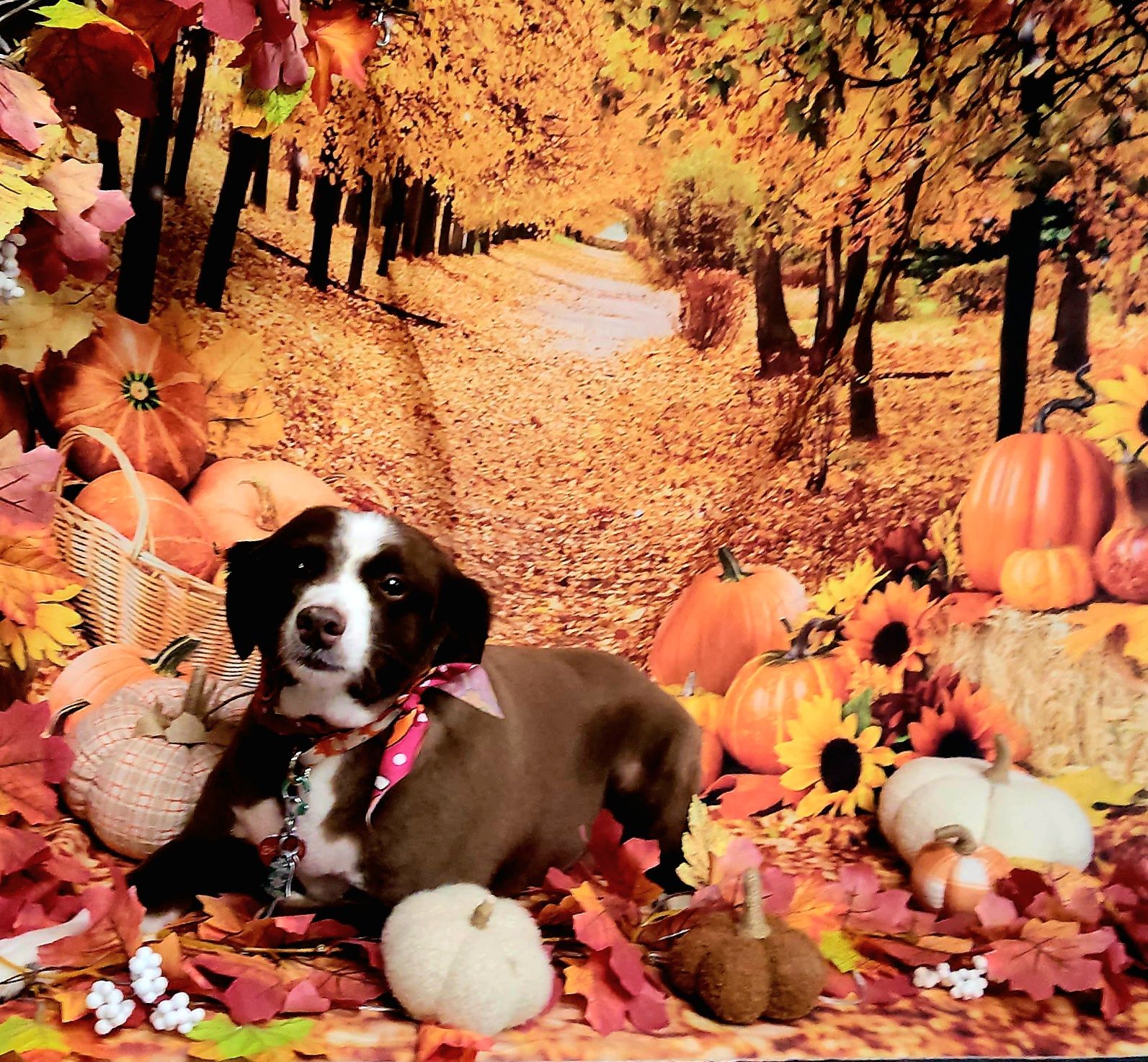 Grateful Paws Grooming Belmont