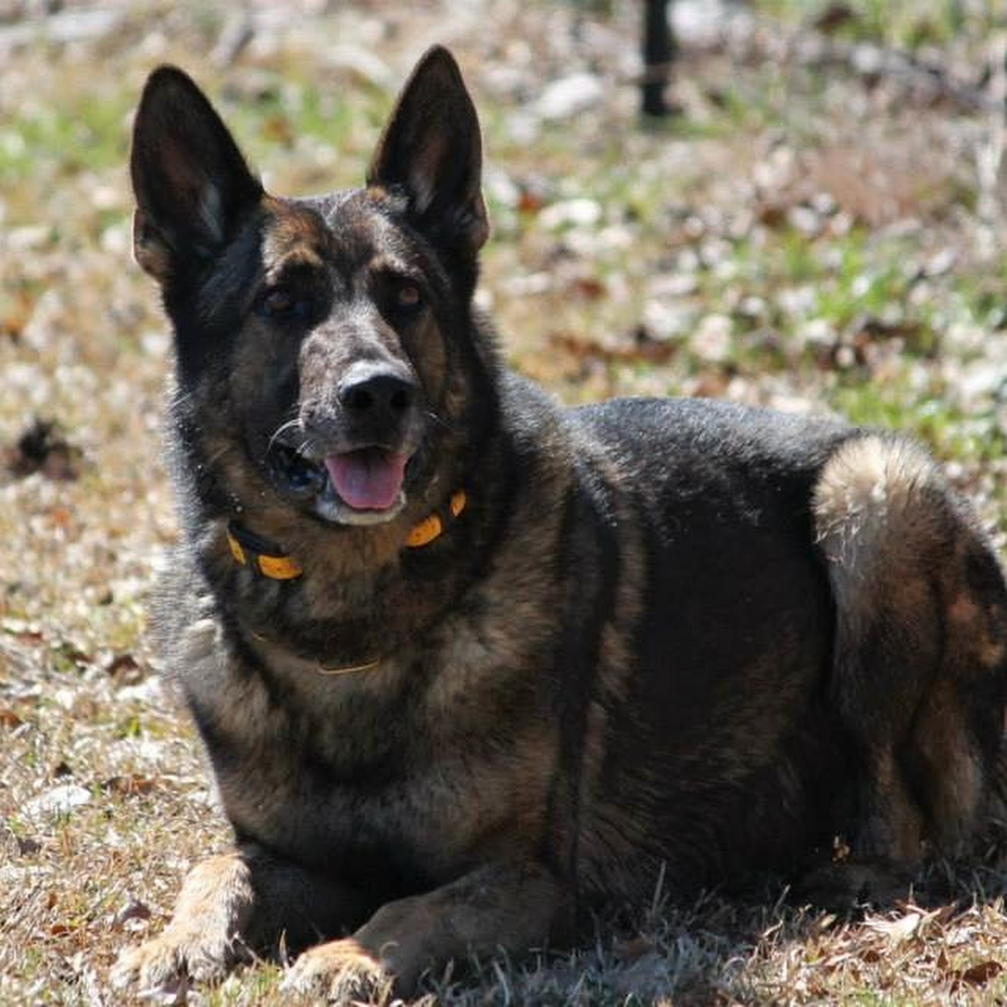 Carolina Crossing Veterinary Clinic Benson