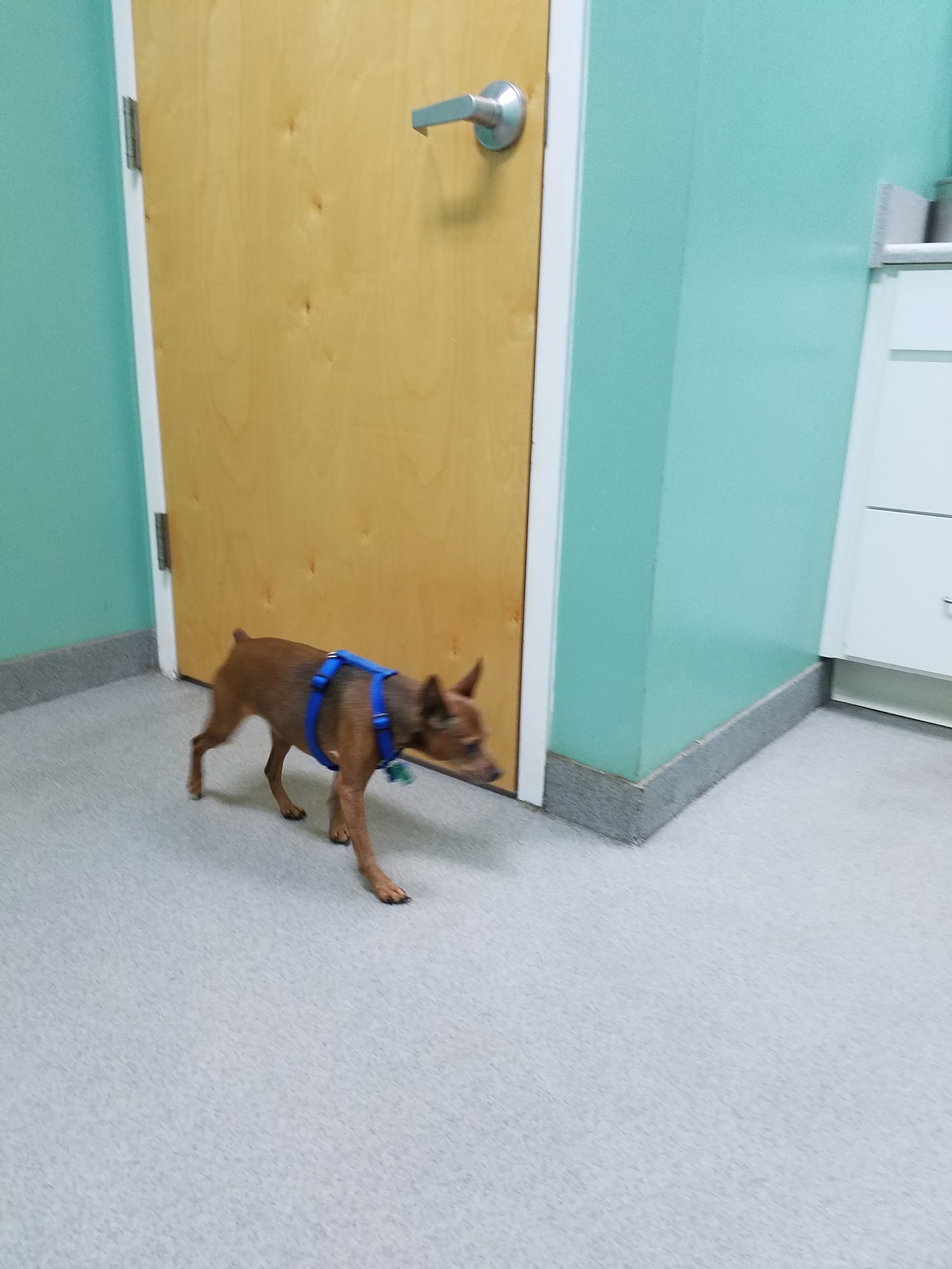 Carolina Crossing Veterinary Clinic Benson