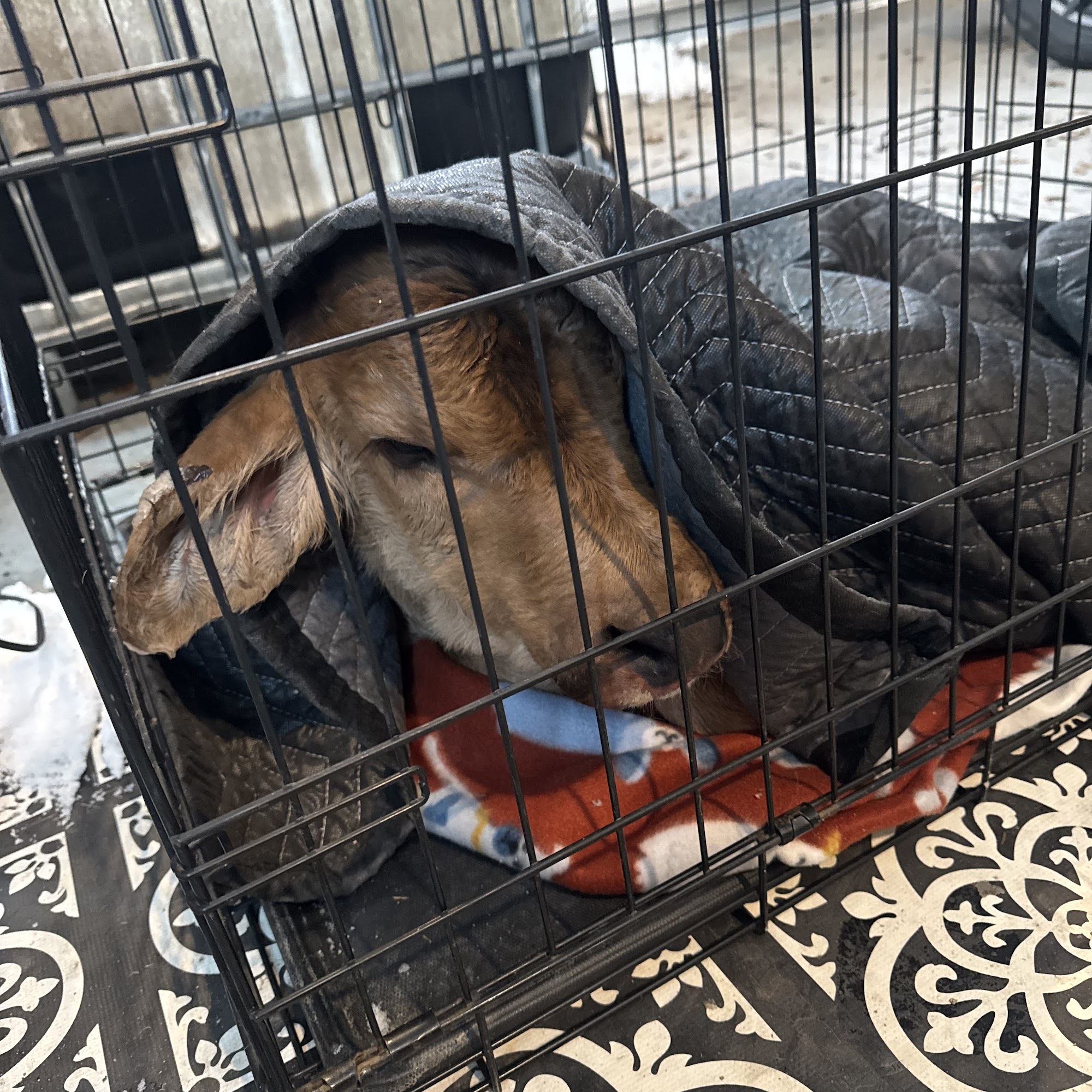 Hannah Creek Veterinary Hospital Benson