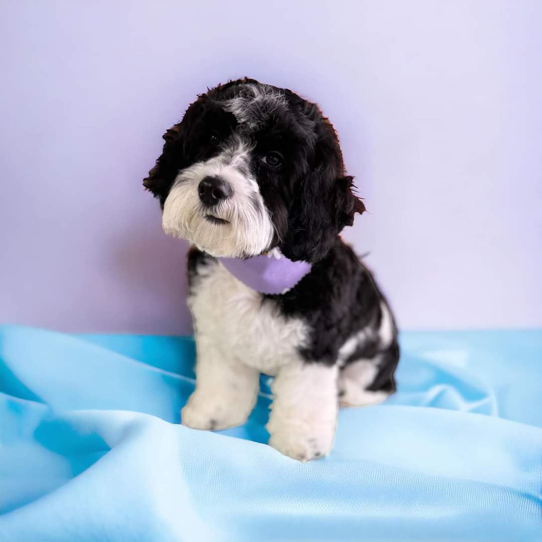 Deana's Dog House Benson