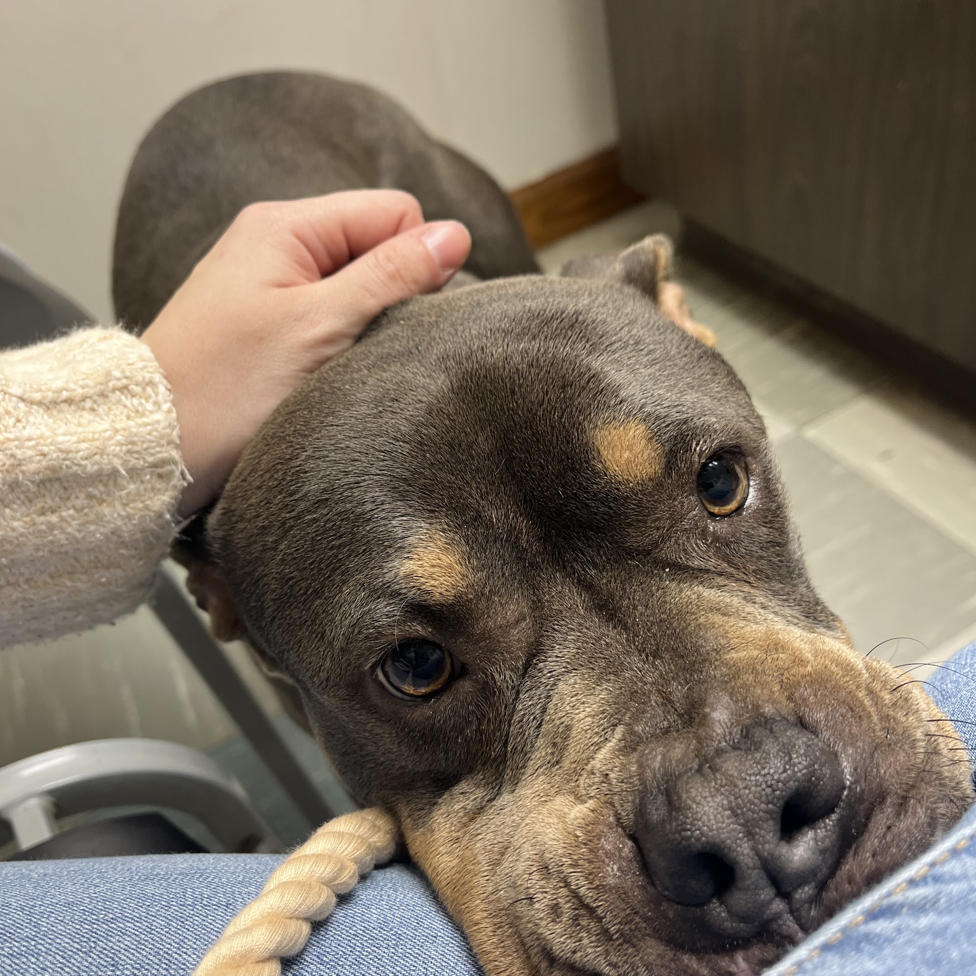 Animal Hospital of Beulaville Beulaville