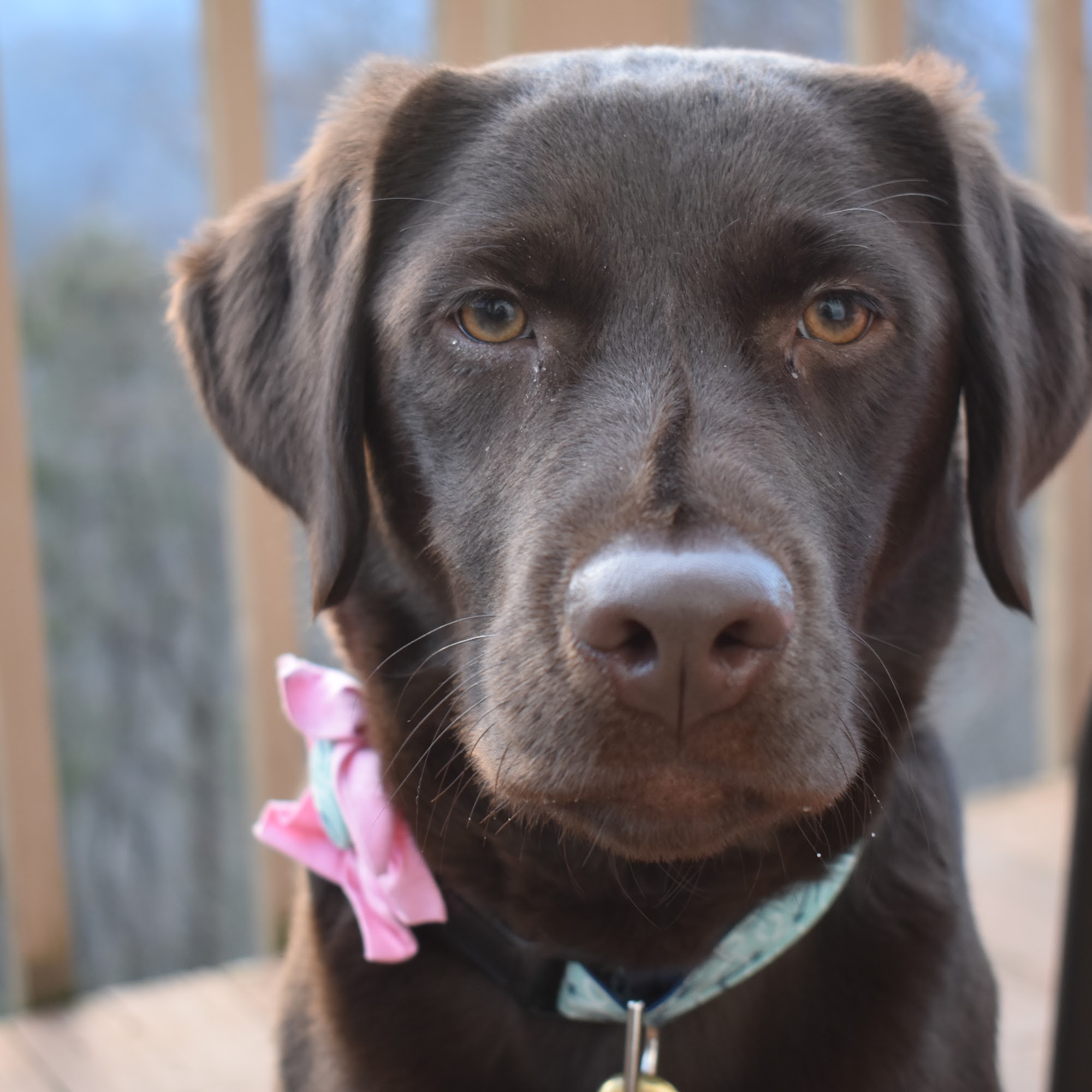 Maco Light Labradors Beulaville