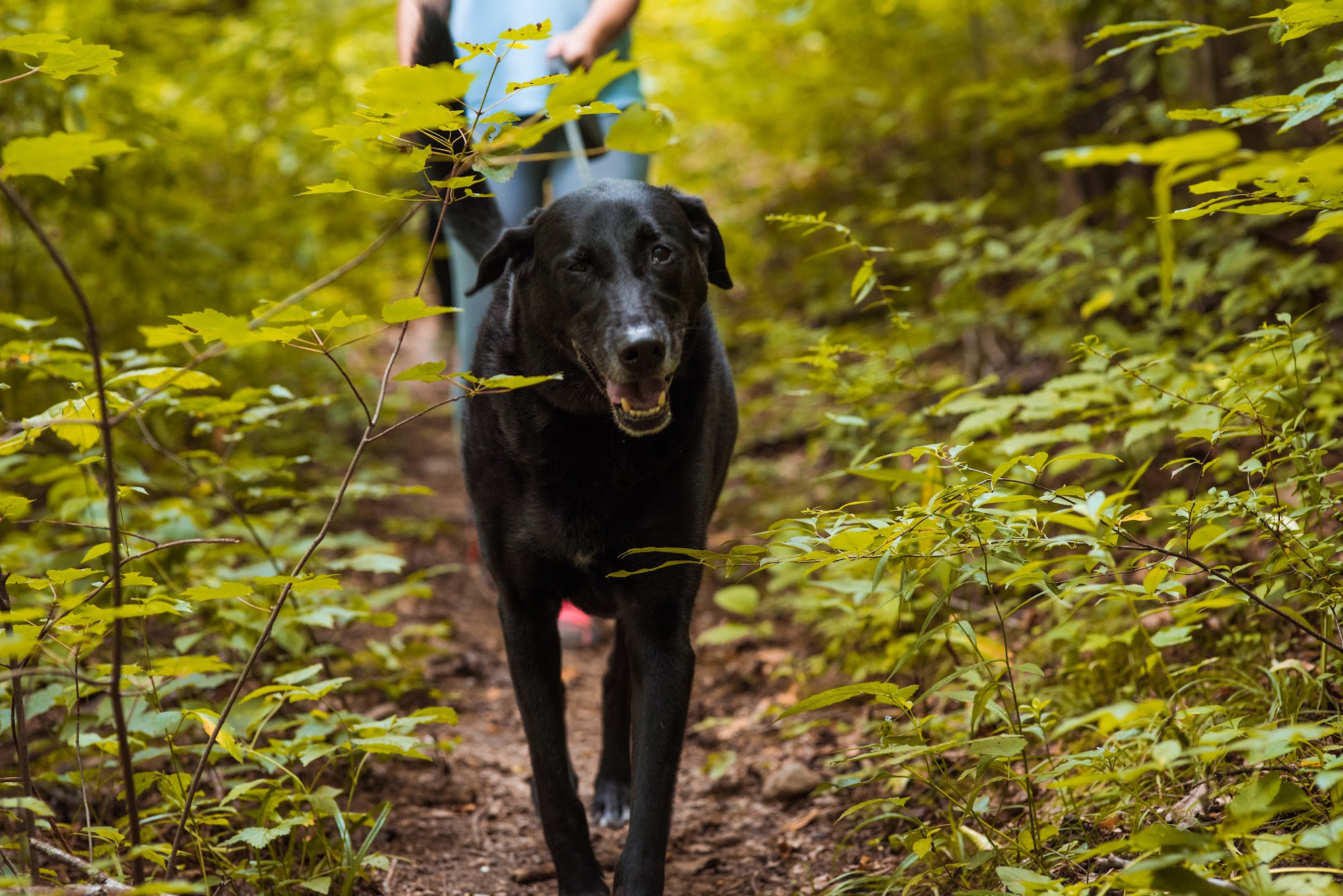 Bed & Biscuit Pet Spa Black Mountain