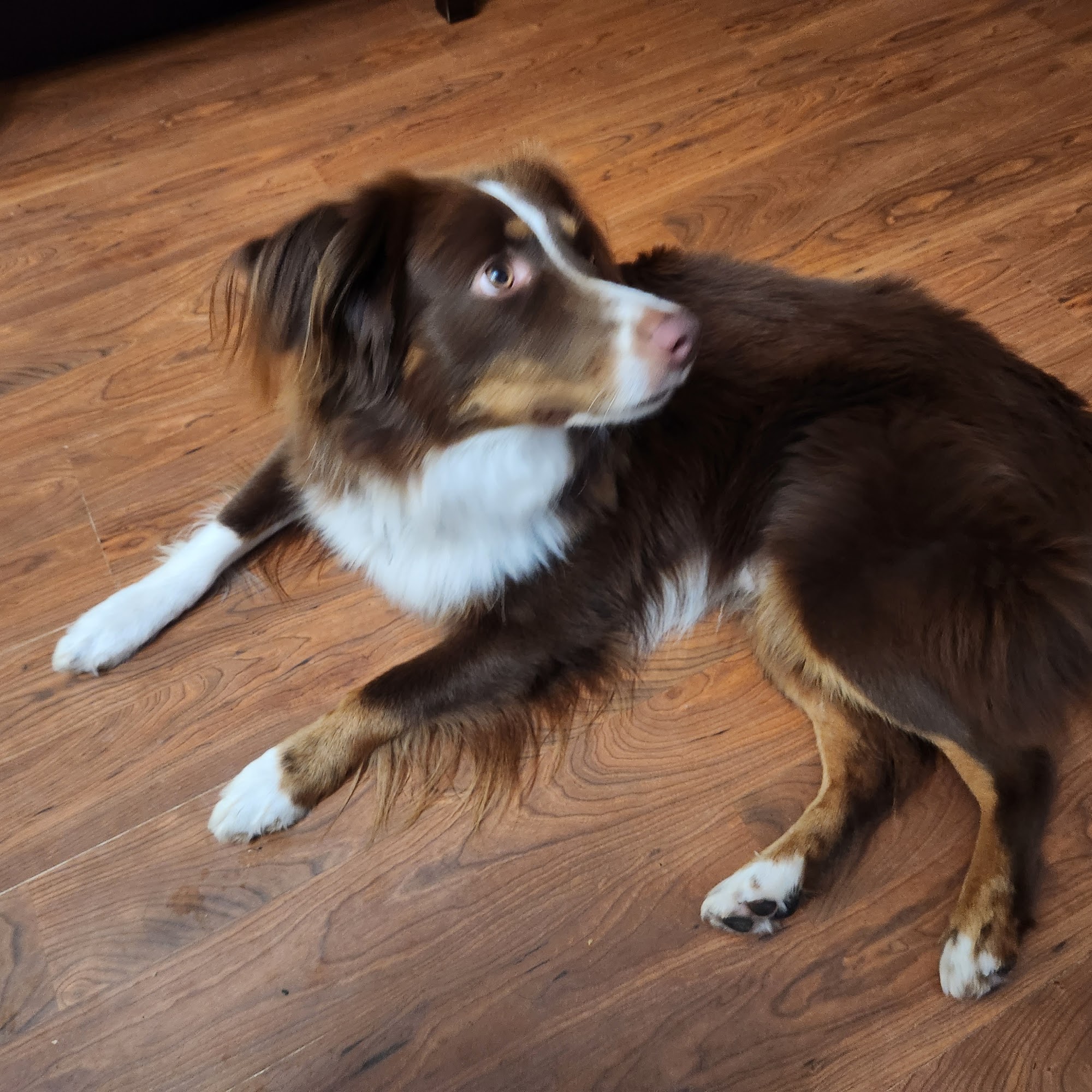 Pineview Veterinary Hospital Bolton