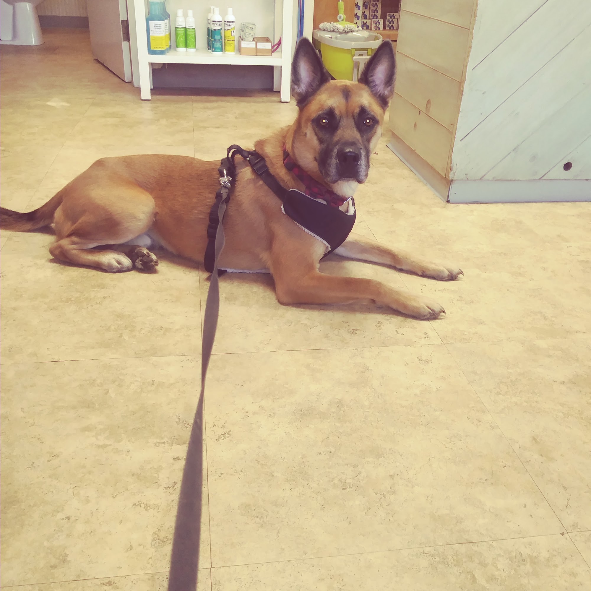 Animal Medical Center of Boone Boone