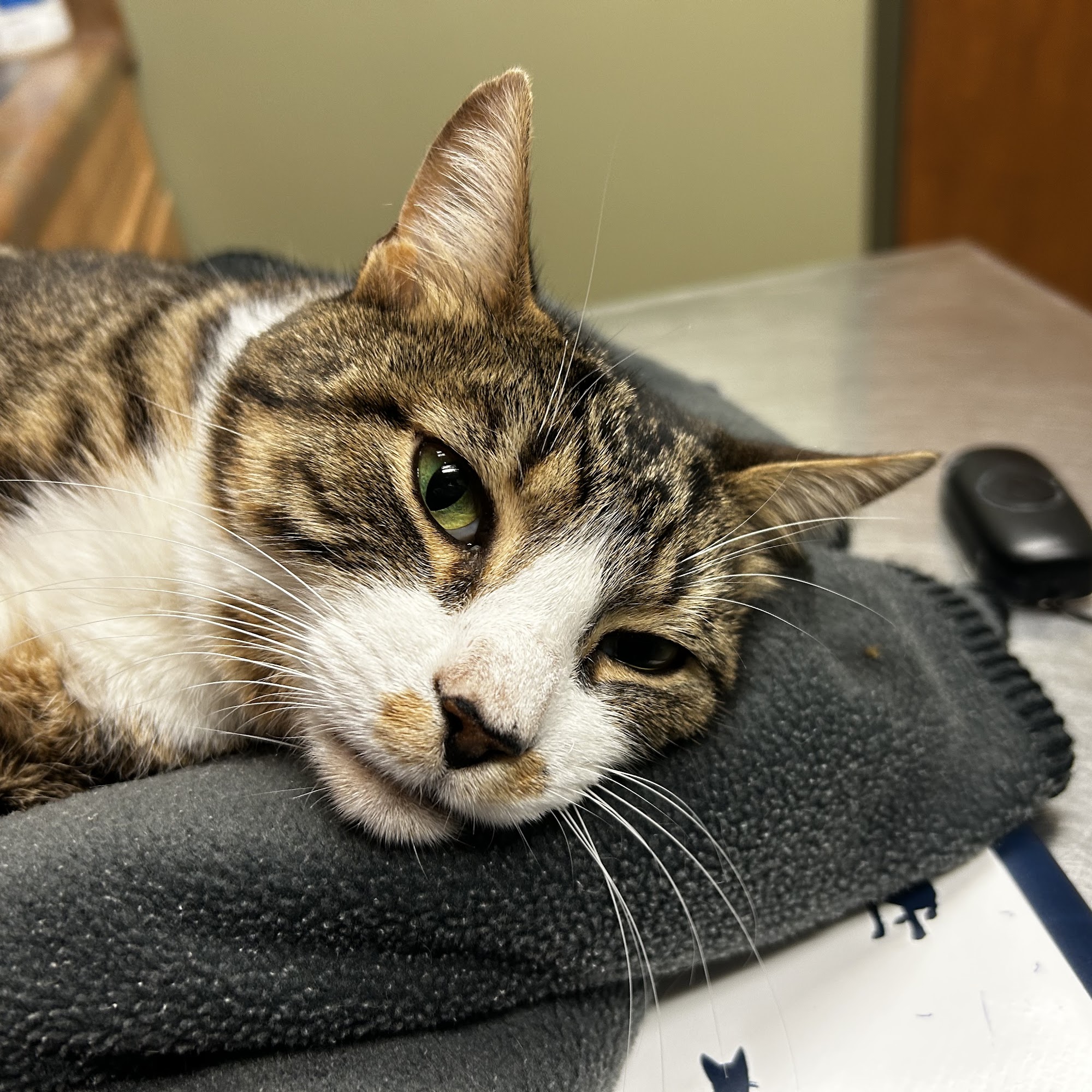 Animal Emergency Clinic of the High Country Boone