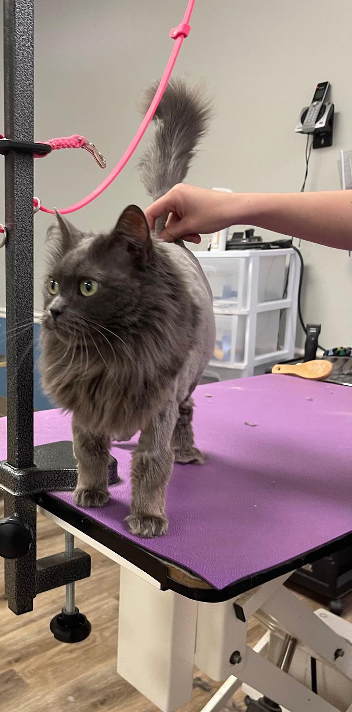 Posh Pooch Grooming Boone