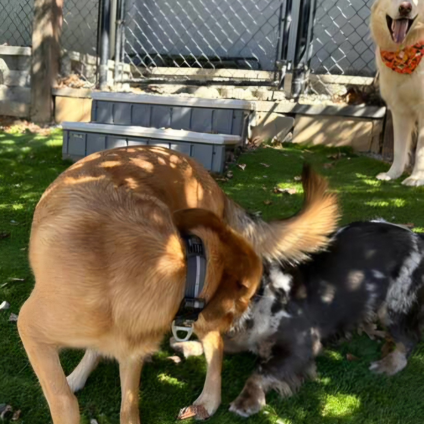 Woof Pack Pet Services Boone