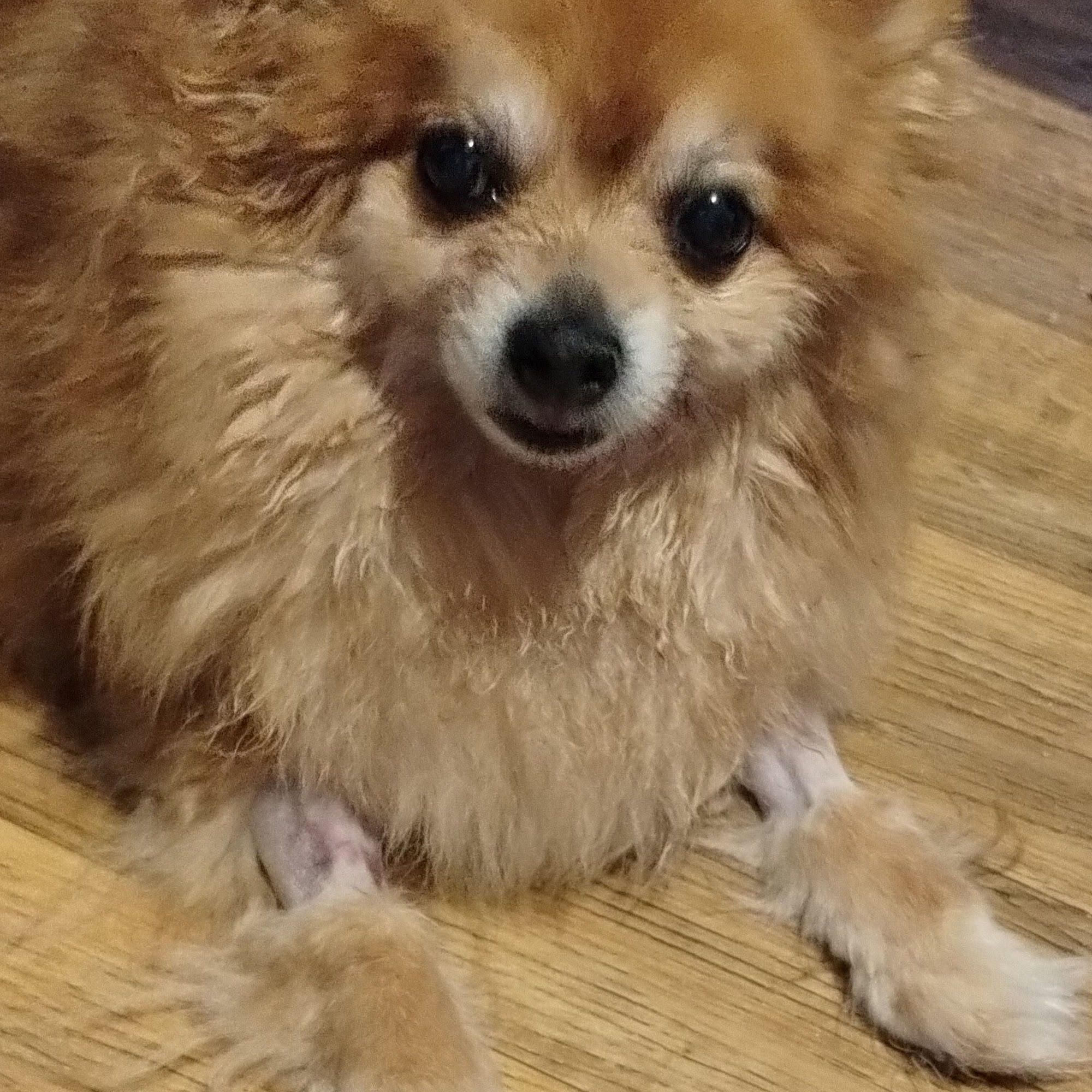 Brevard Animal Hospital Brevard