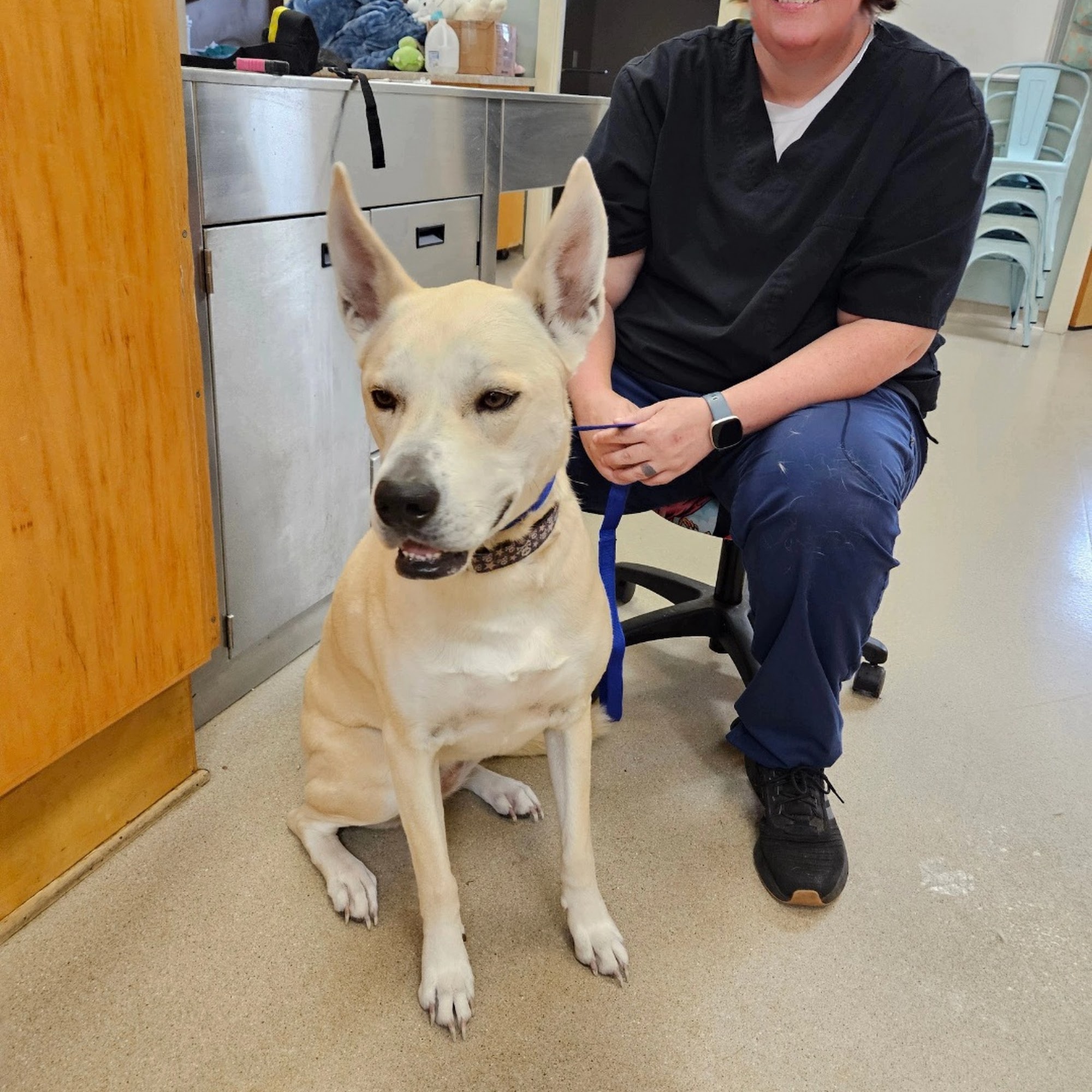 Burgaw Veterinary Hospital Burgaw