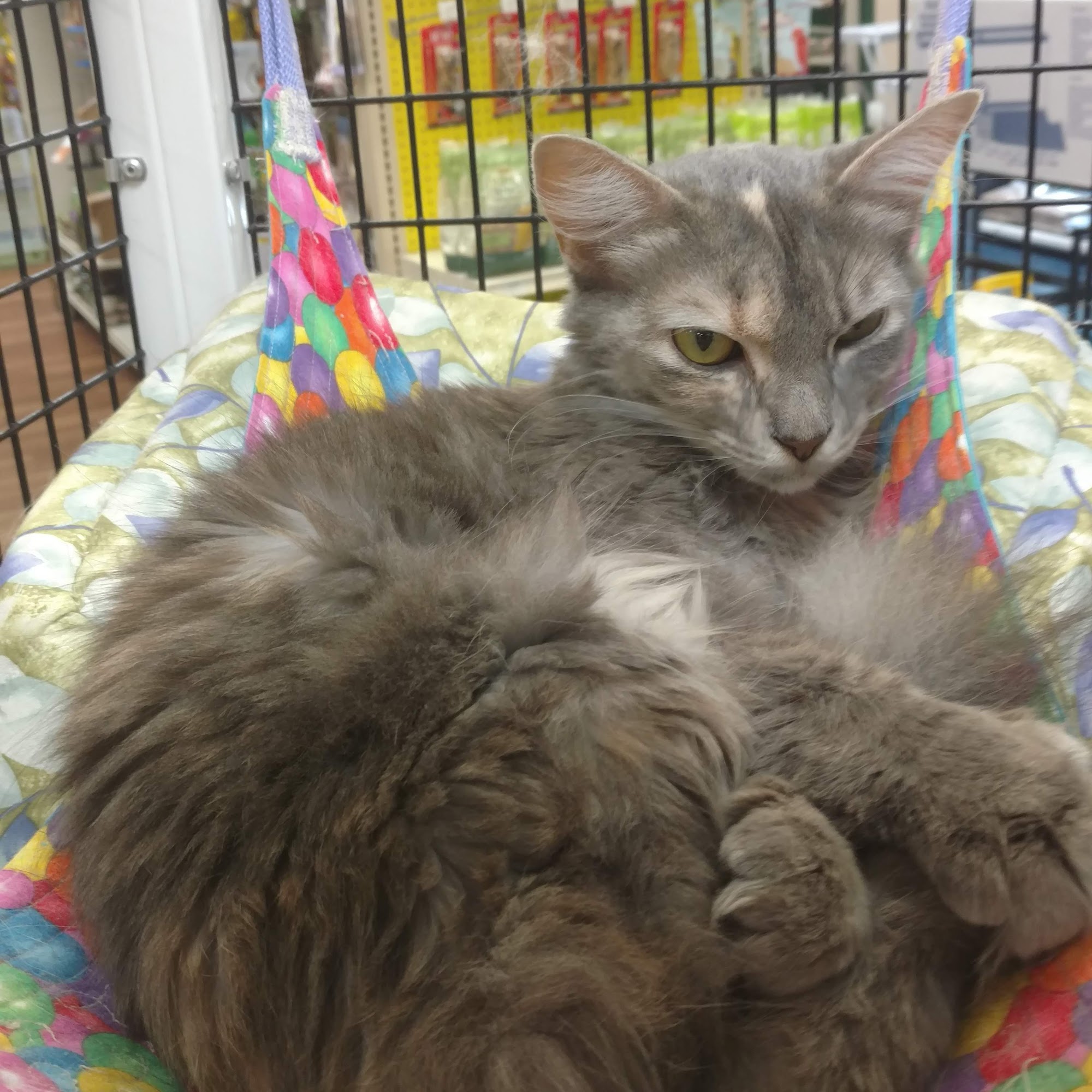 Pet Supermarket Burlington