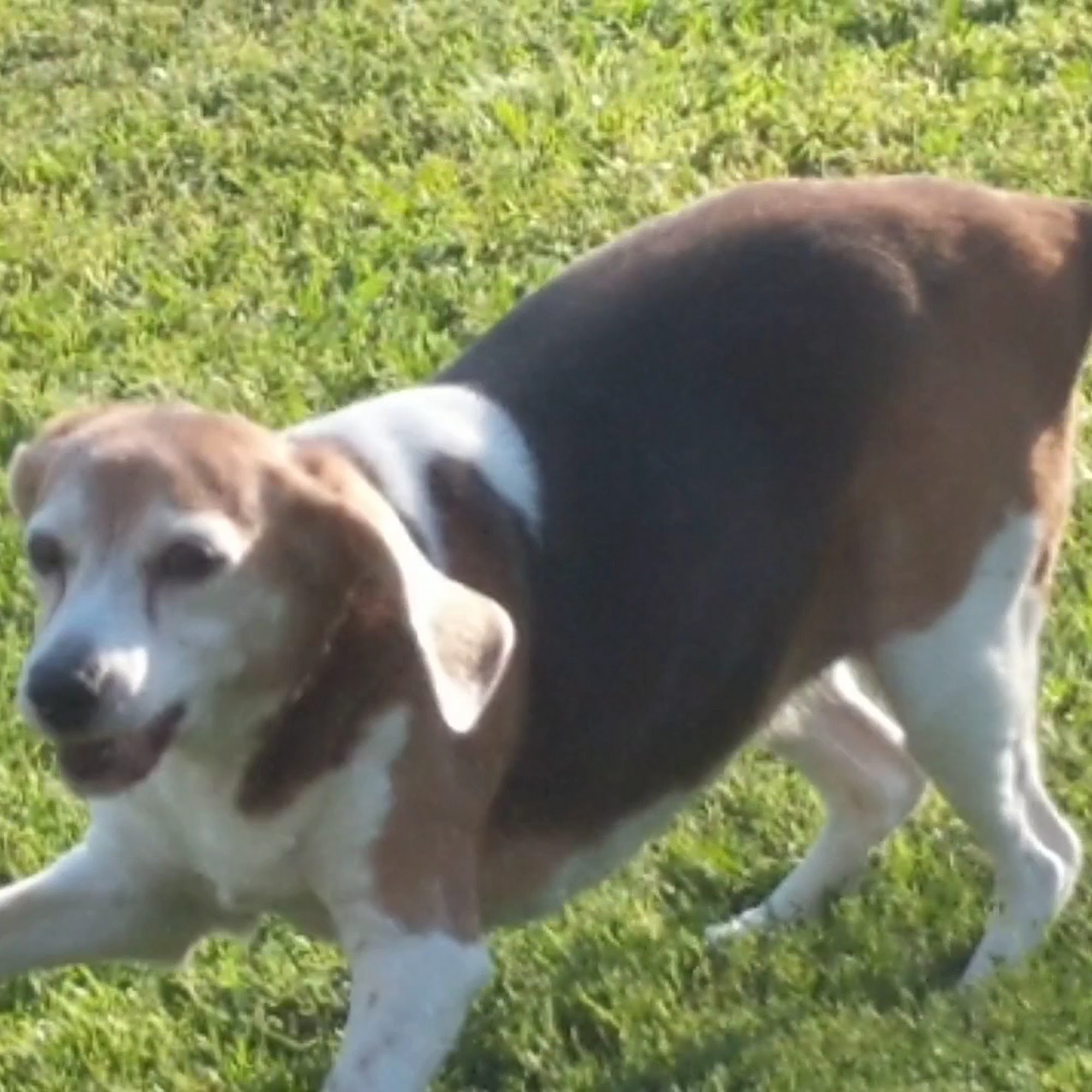 Spay & Neuter Clinic Burlington