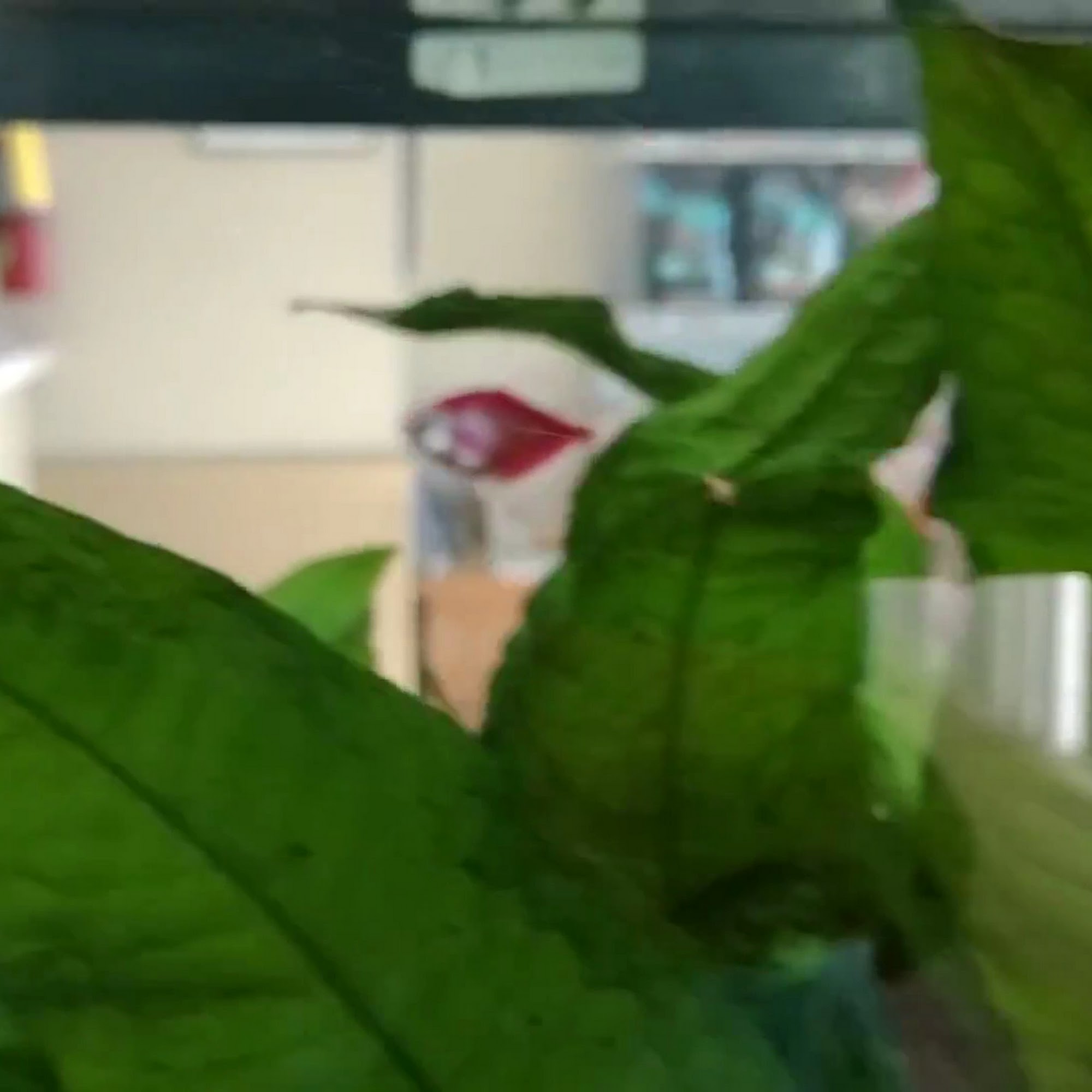 Westbrook Animal Hospital Burlington