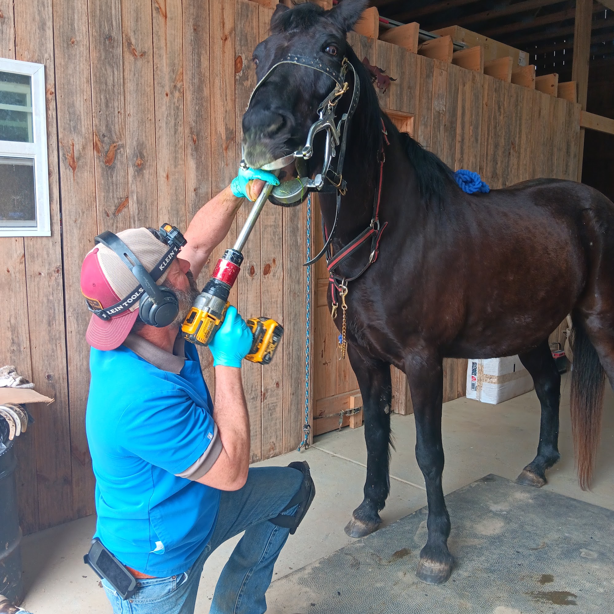 Iron Will Vet Burlington