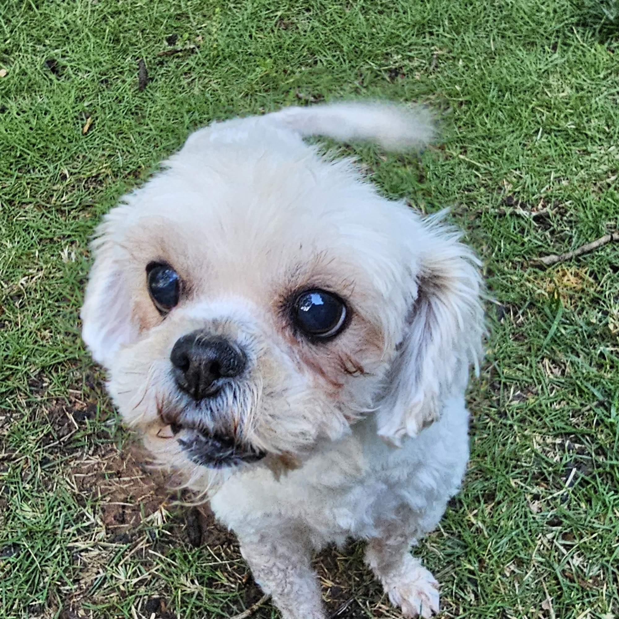 Waggin Tails Burlington