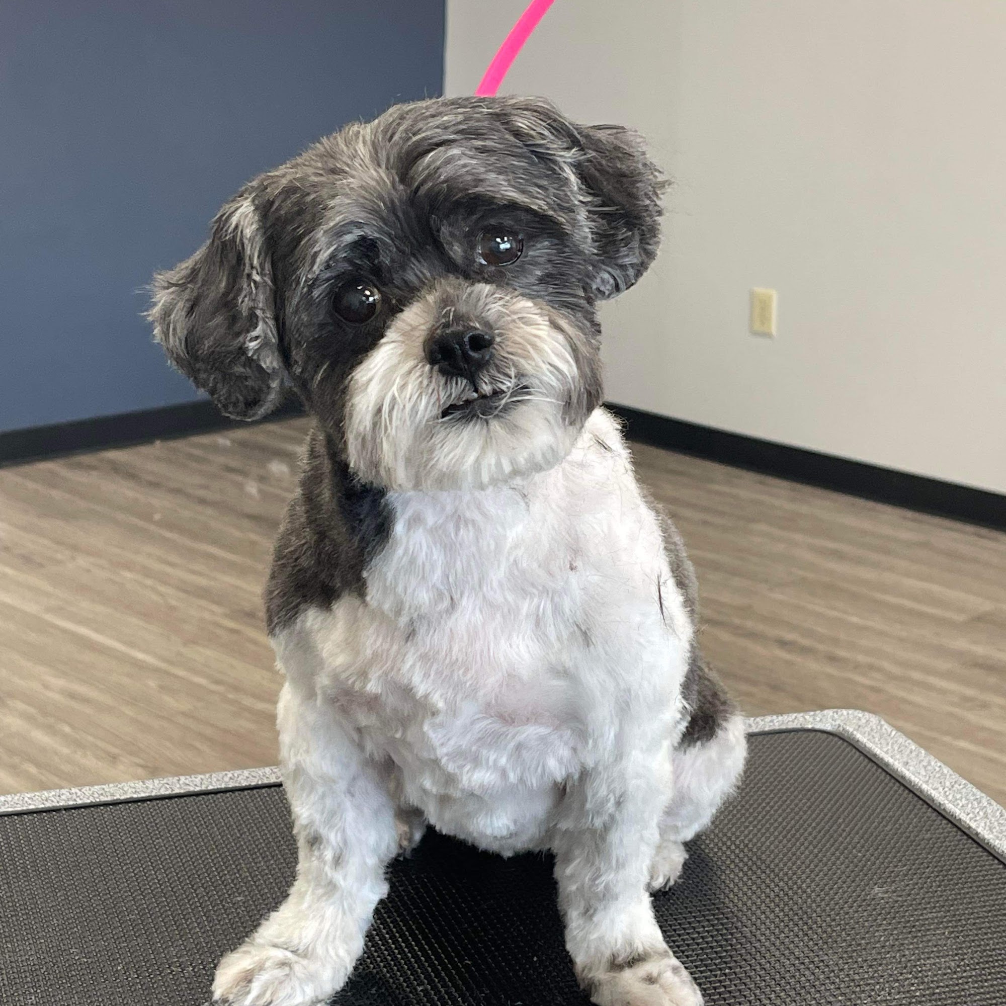 Unleashed Pet Salon Burlington