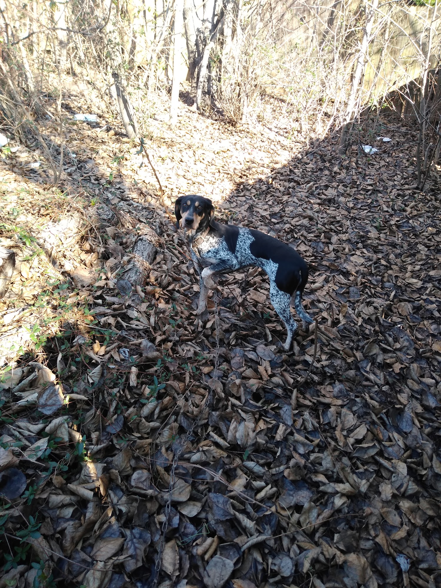 Candler Feed & Seed Candler