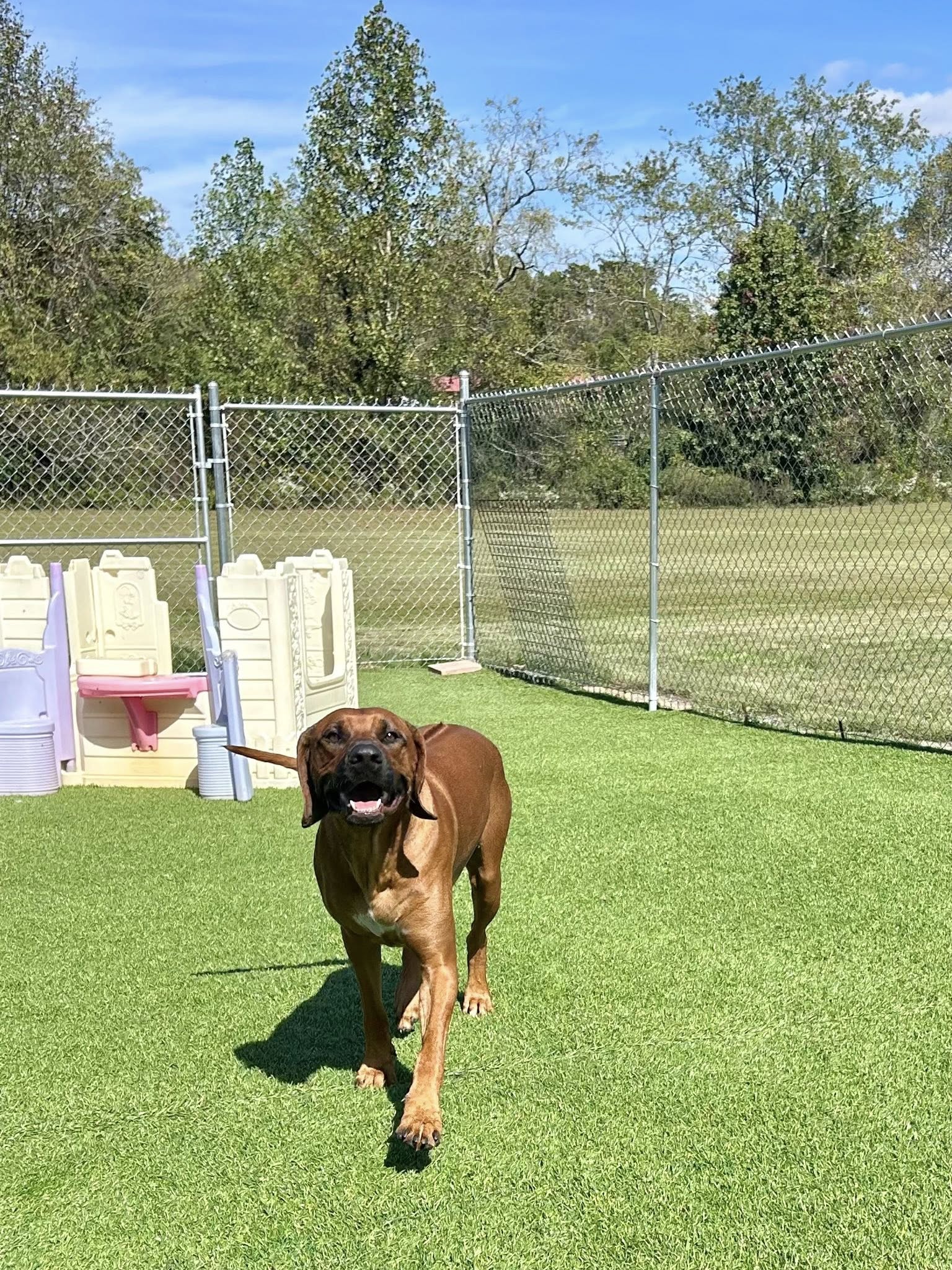 Happy Tails Country Club West Candler