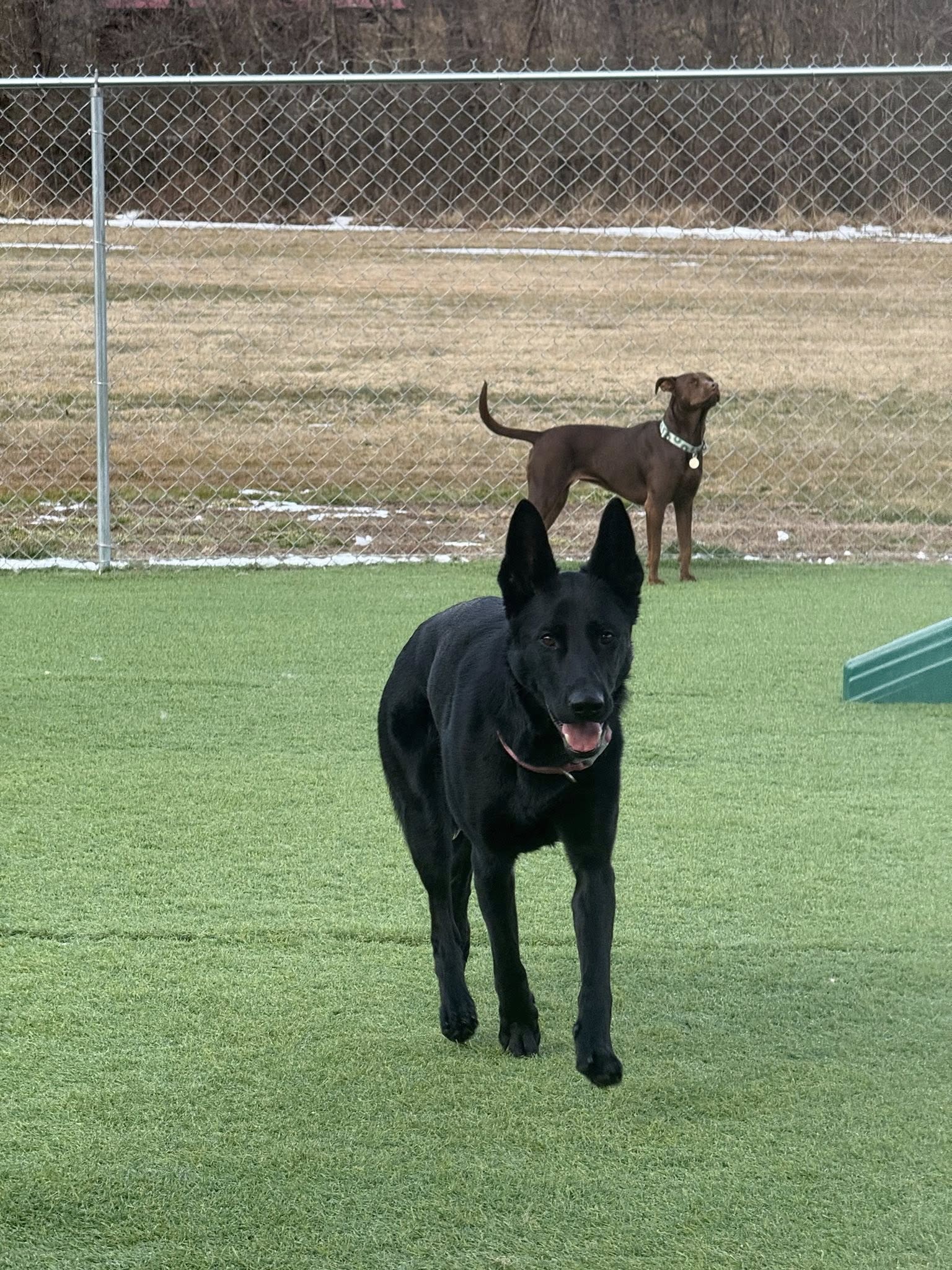 Happy Tails Country Club West Candler